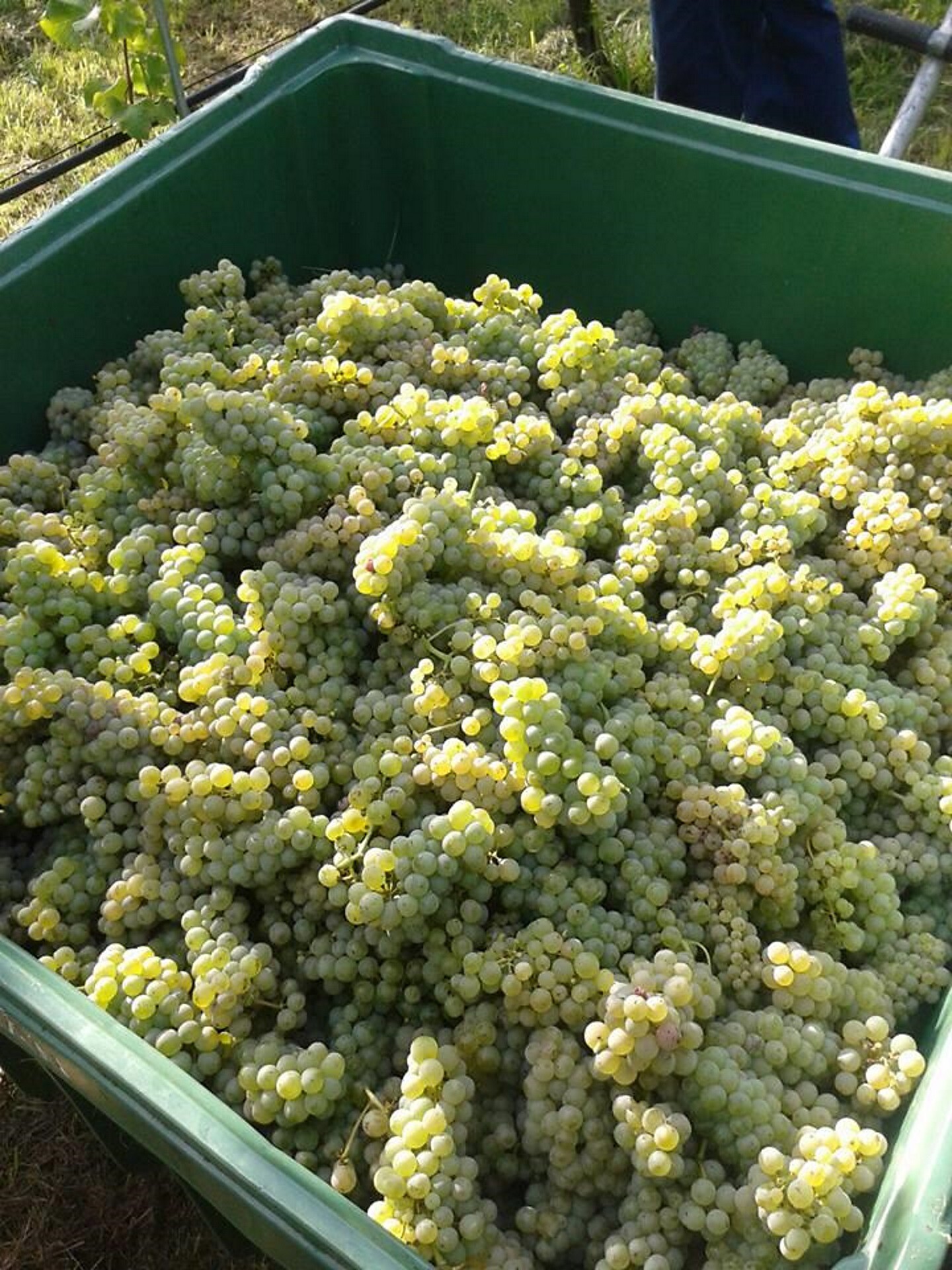 Grapes gathery
