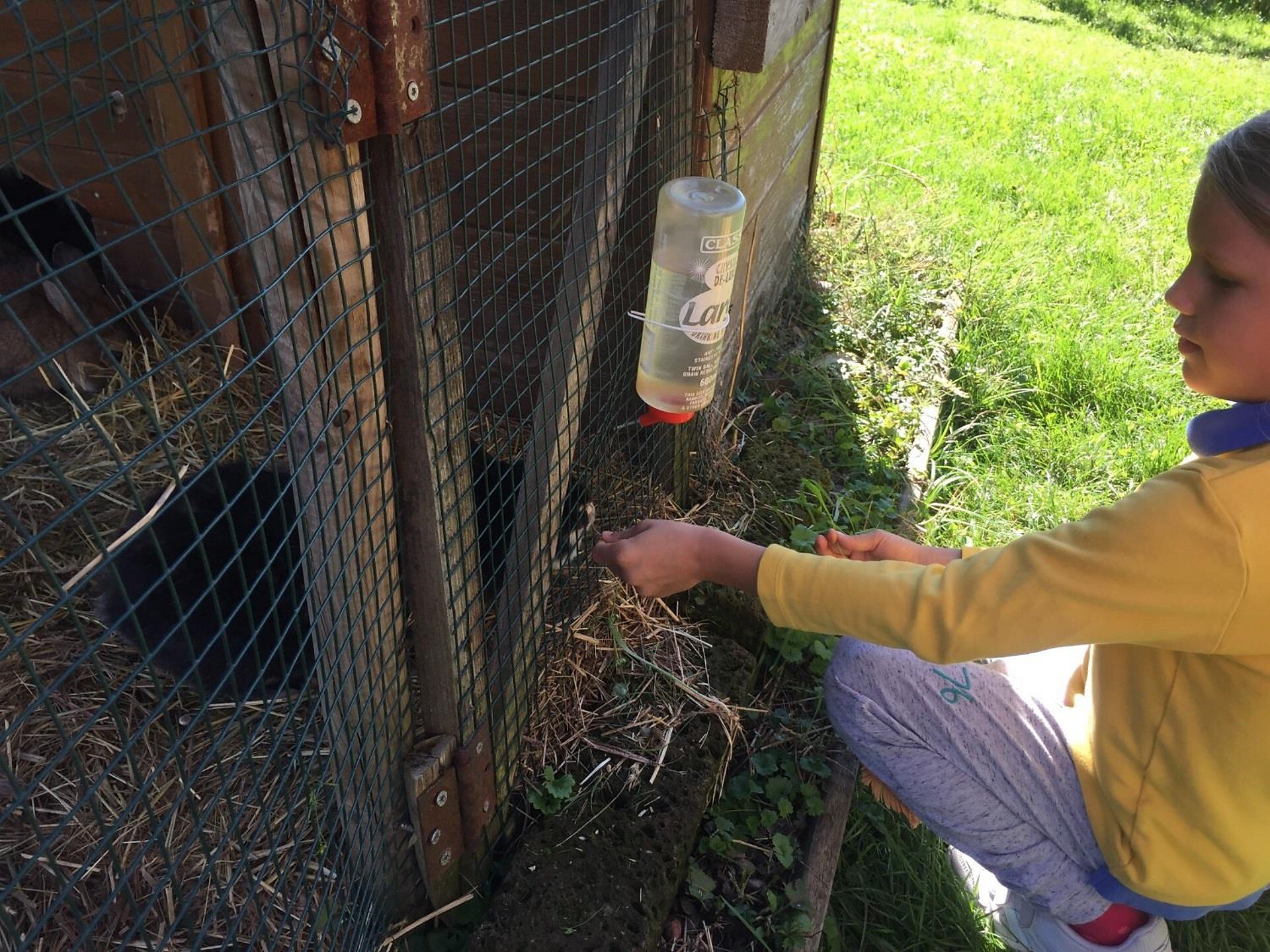 Feeding rabbits
