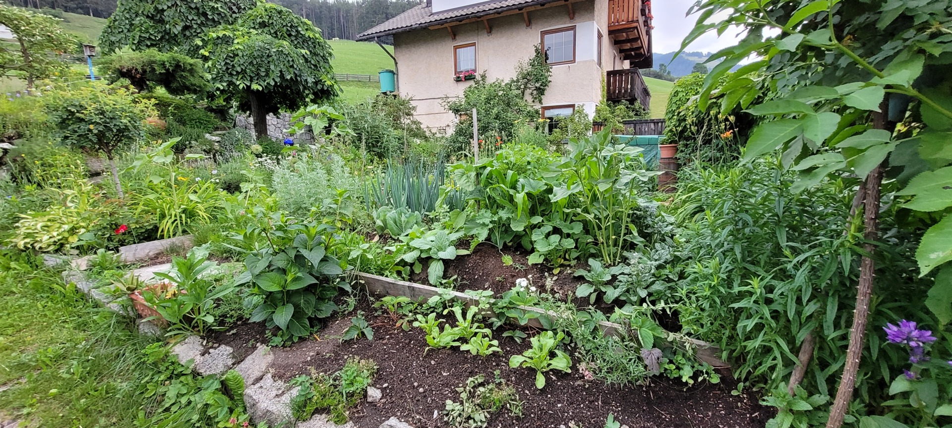 dolomitsun Perca 18 suedtirol.info