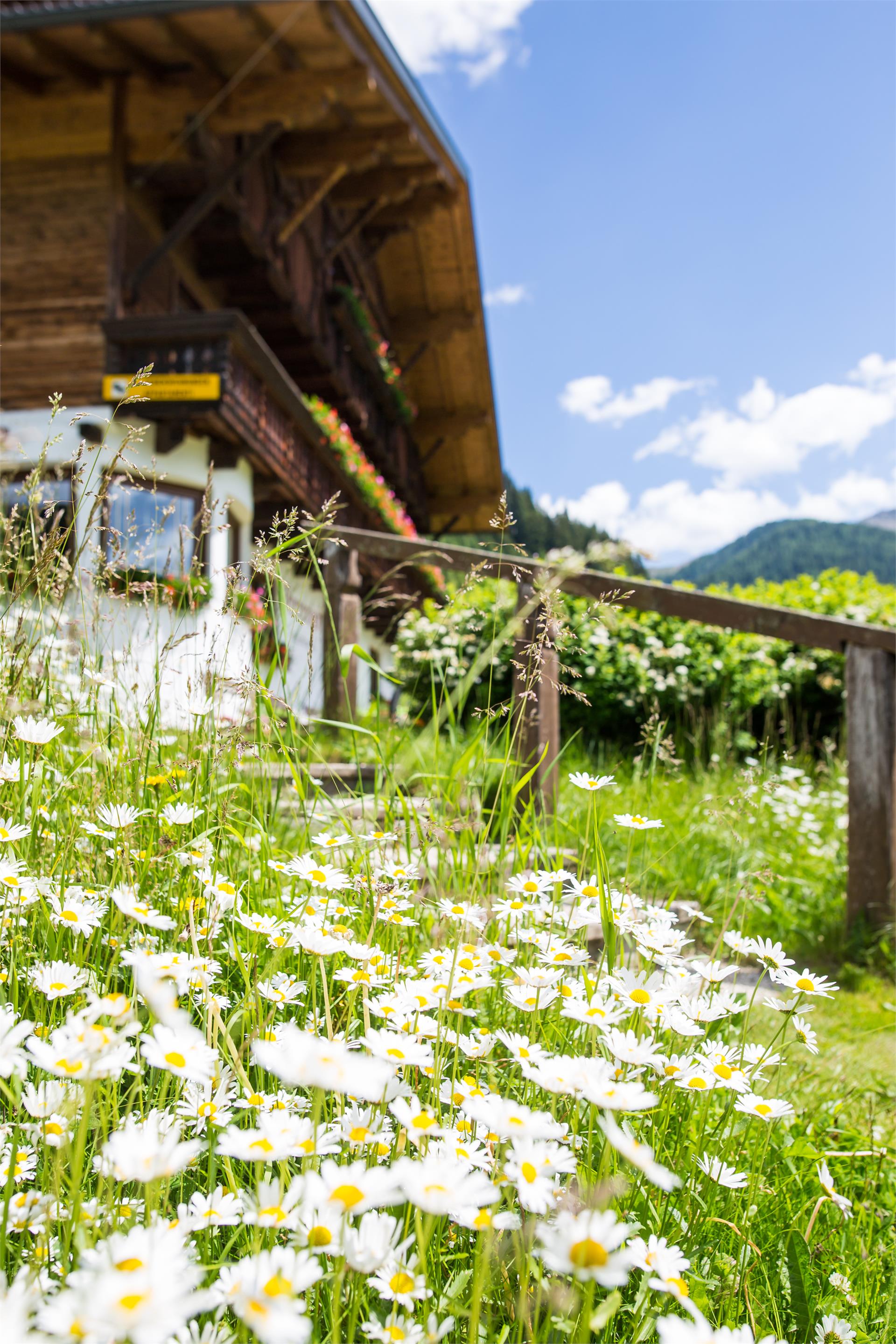 Dürrenhof Gsies/Valle di Casies 10 suedtirol.info