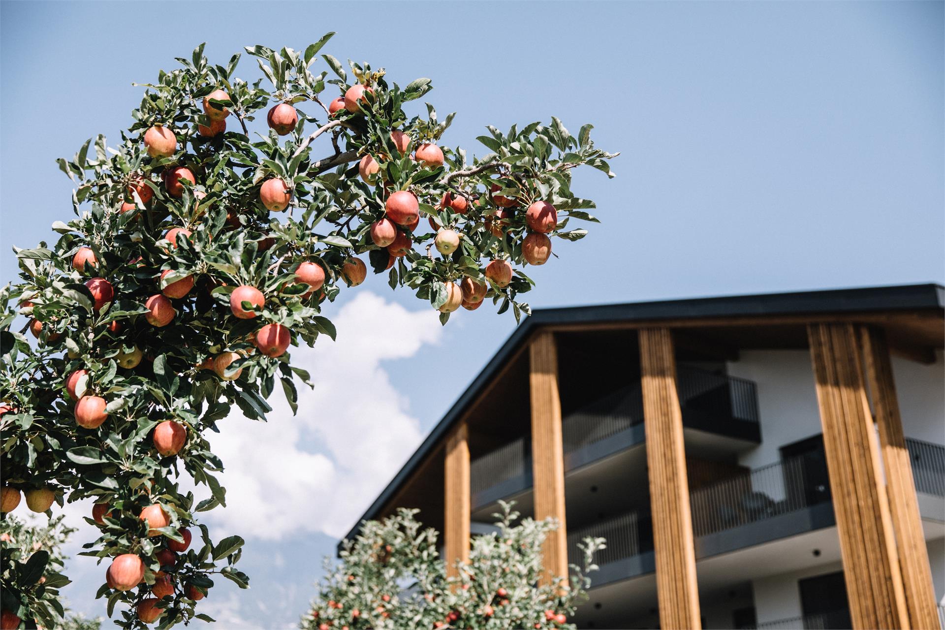 Das Hallinger am Waidmannhof Meran/Merano 24 suedtirol.info