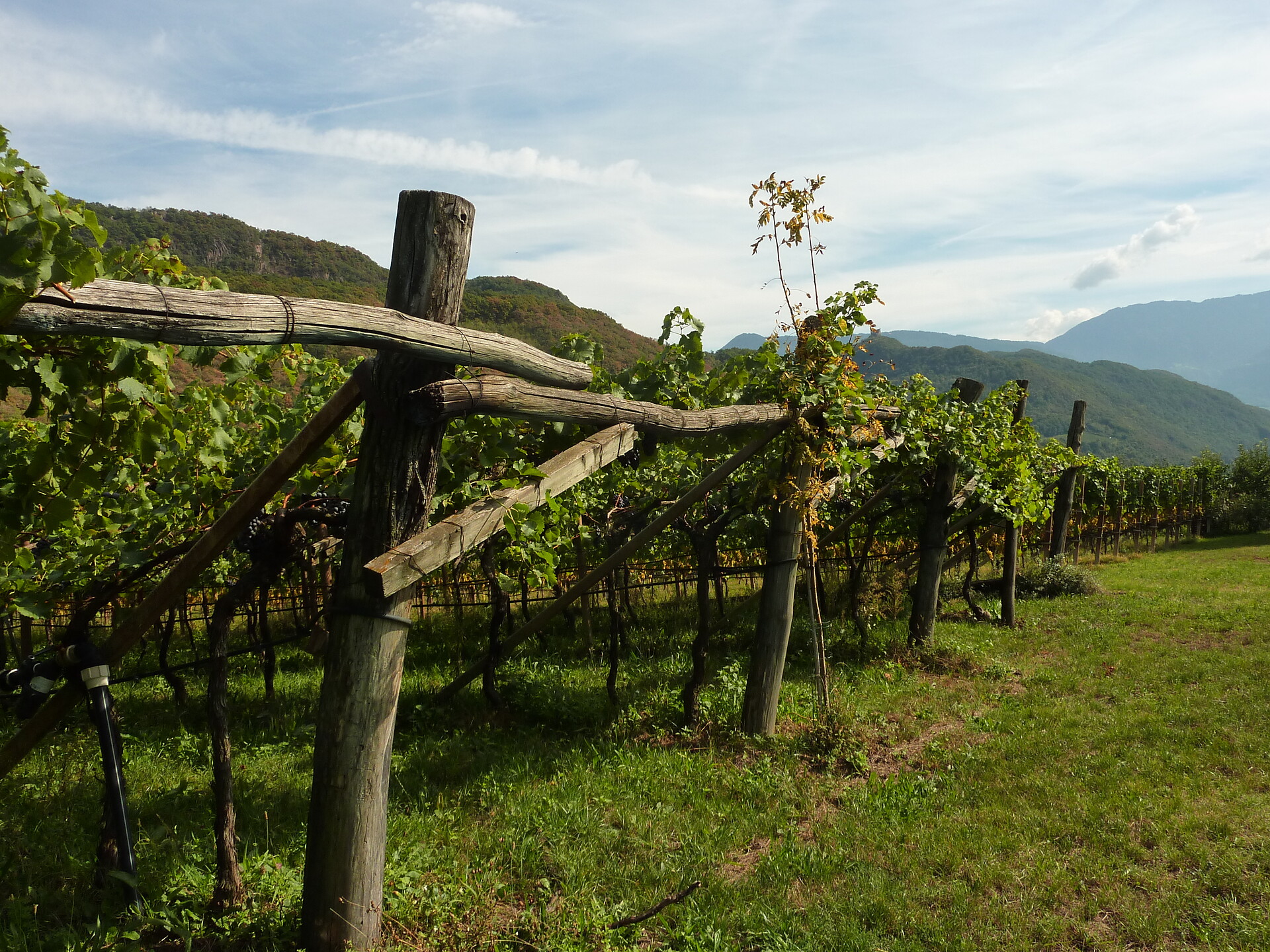 Viti con il sistema di formazione pergola