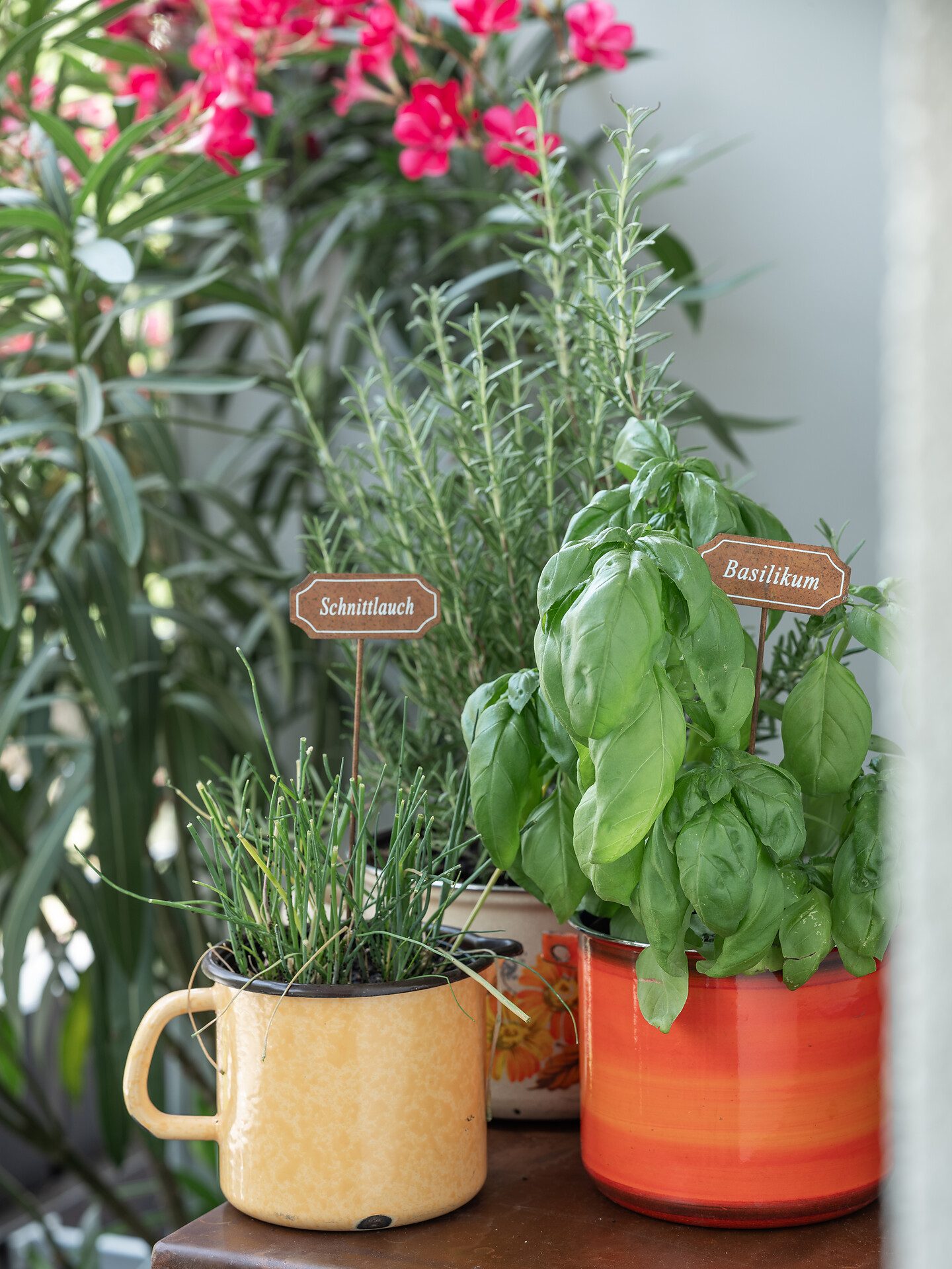 Dianthus Apartment