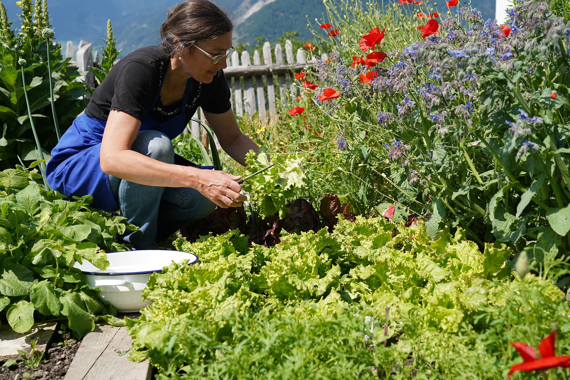 Farmers women Anja harvesting vegetables in the organic garden