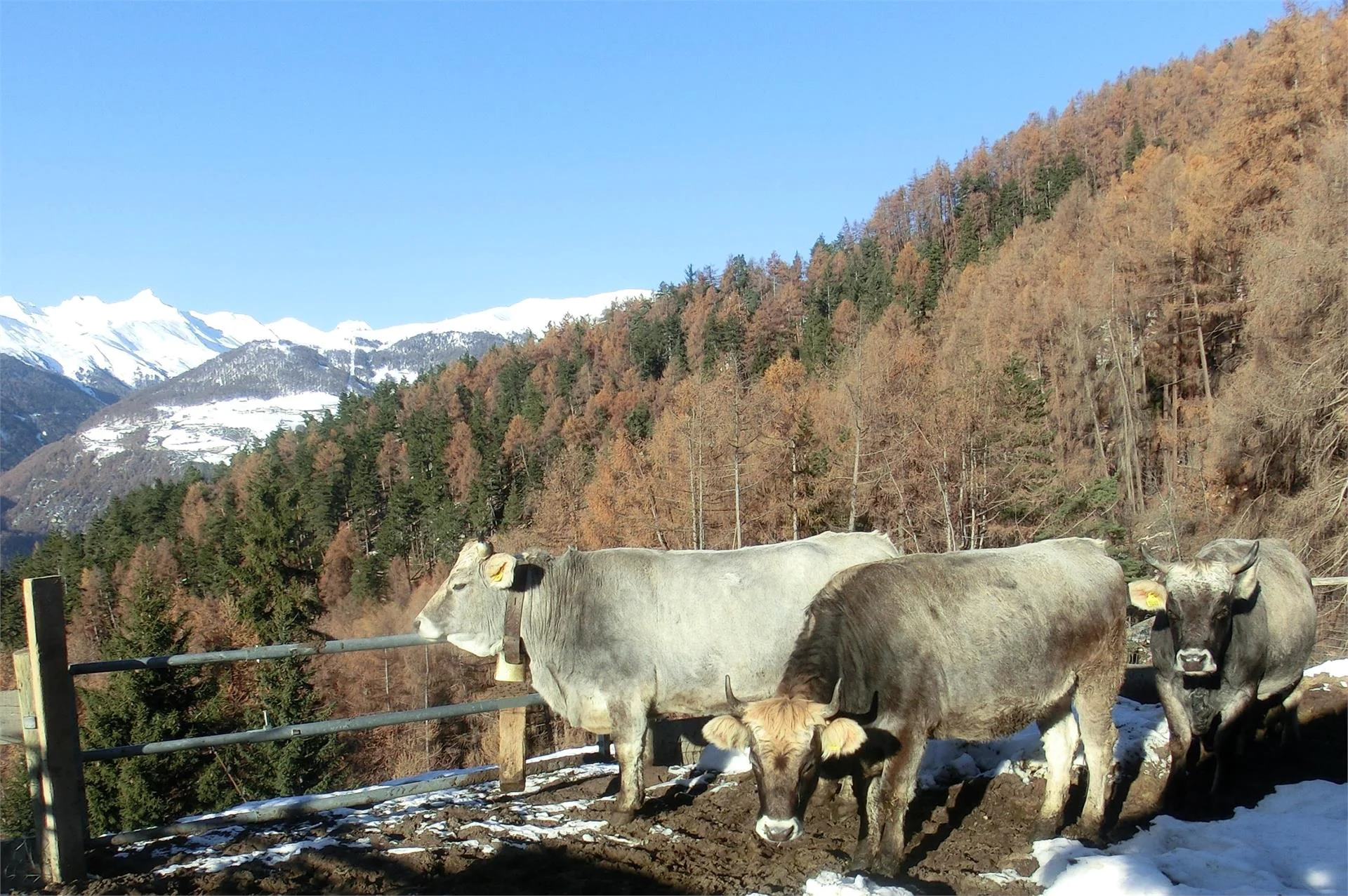 Der Bio Bergbauernhof Lechtlhof Malles 23 suedtirol.info