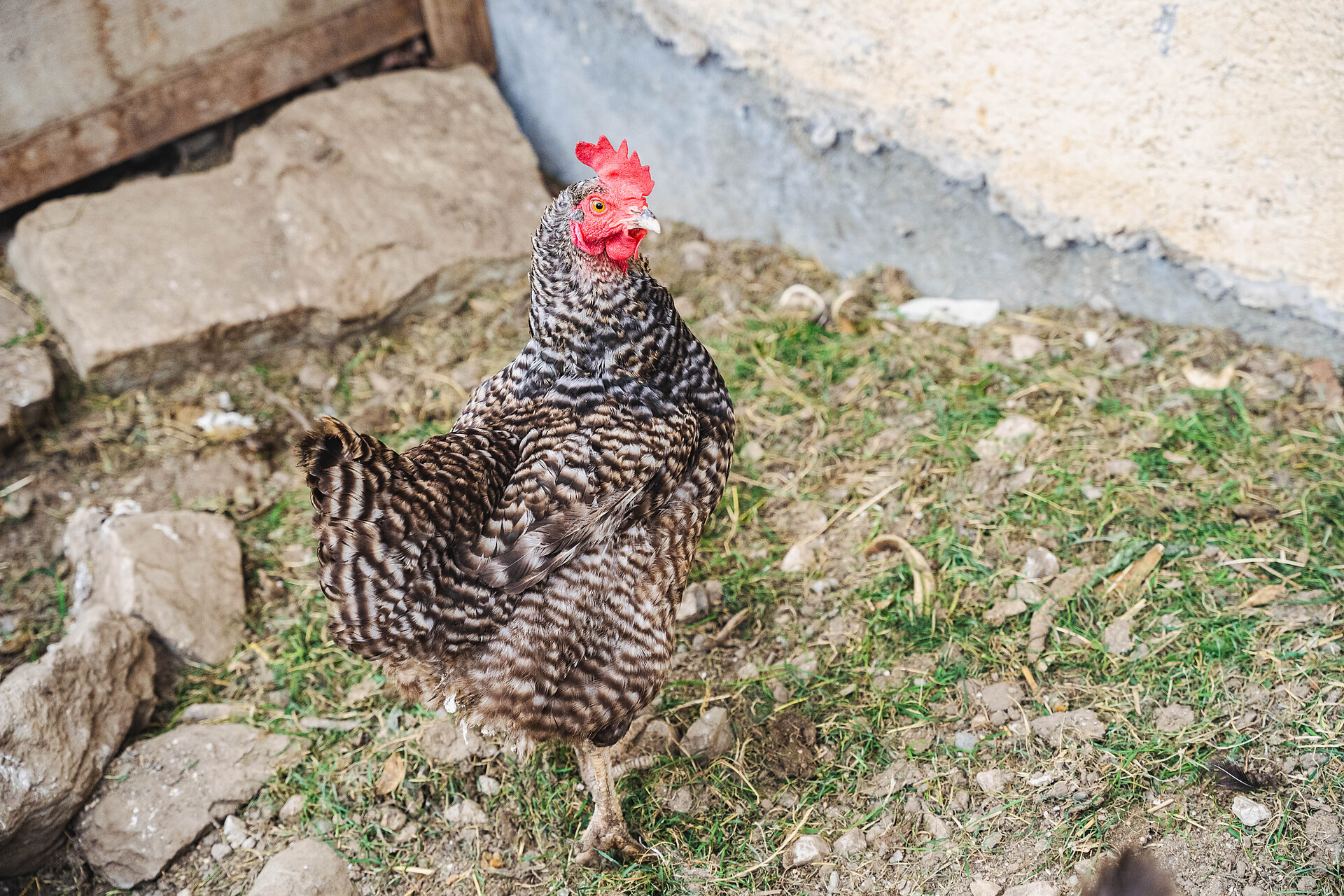 Elslerhof Farm holidays Dobbiaco