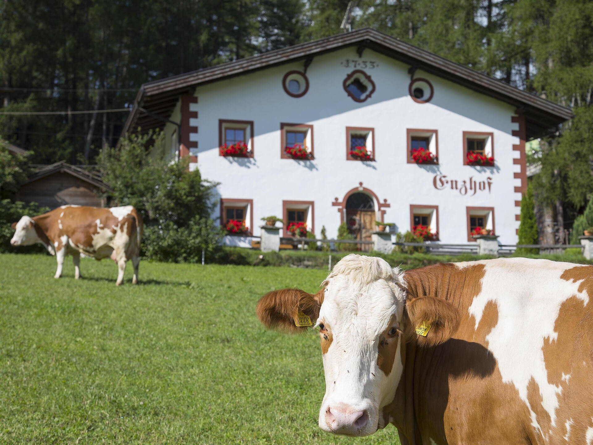 Enzhof