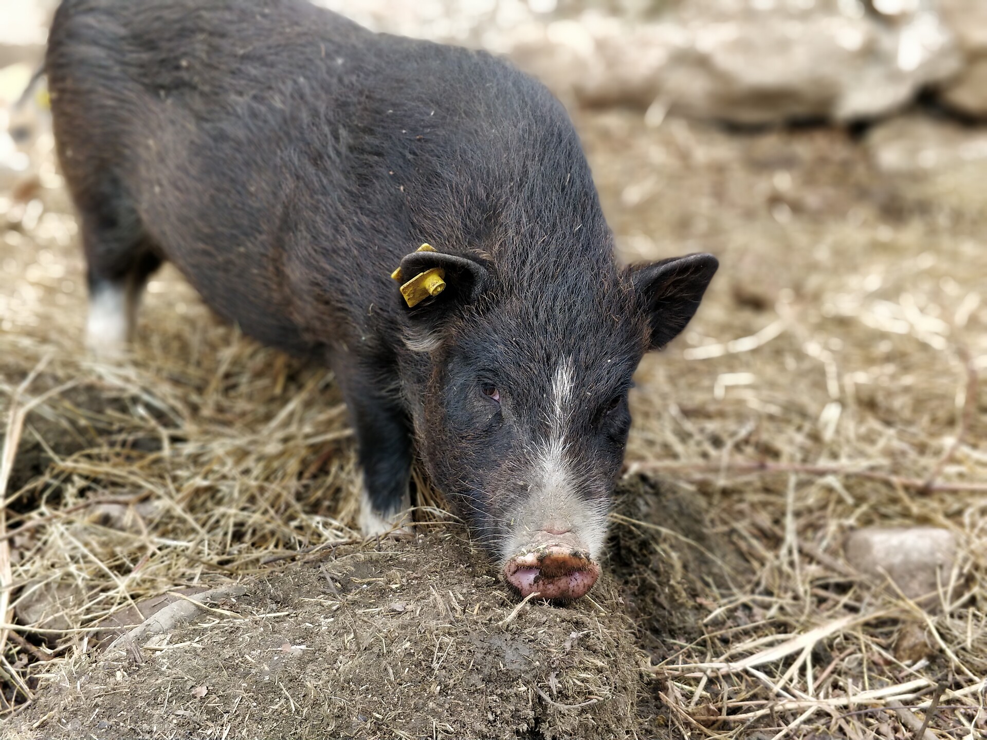 Edelansitz Zimmerlehen