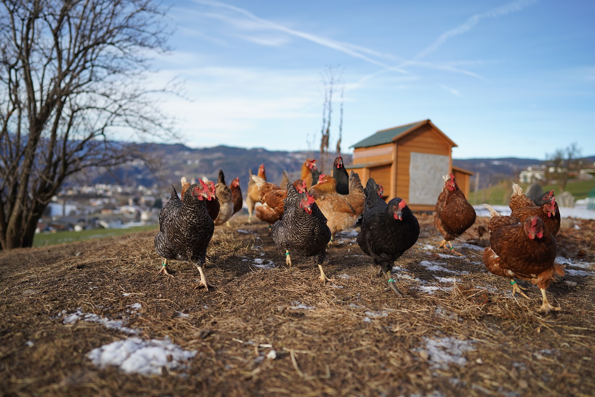 Edelansitz Zimmerlehen