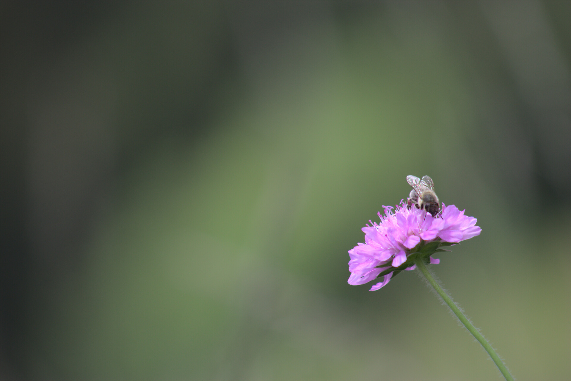 Blume