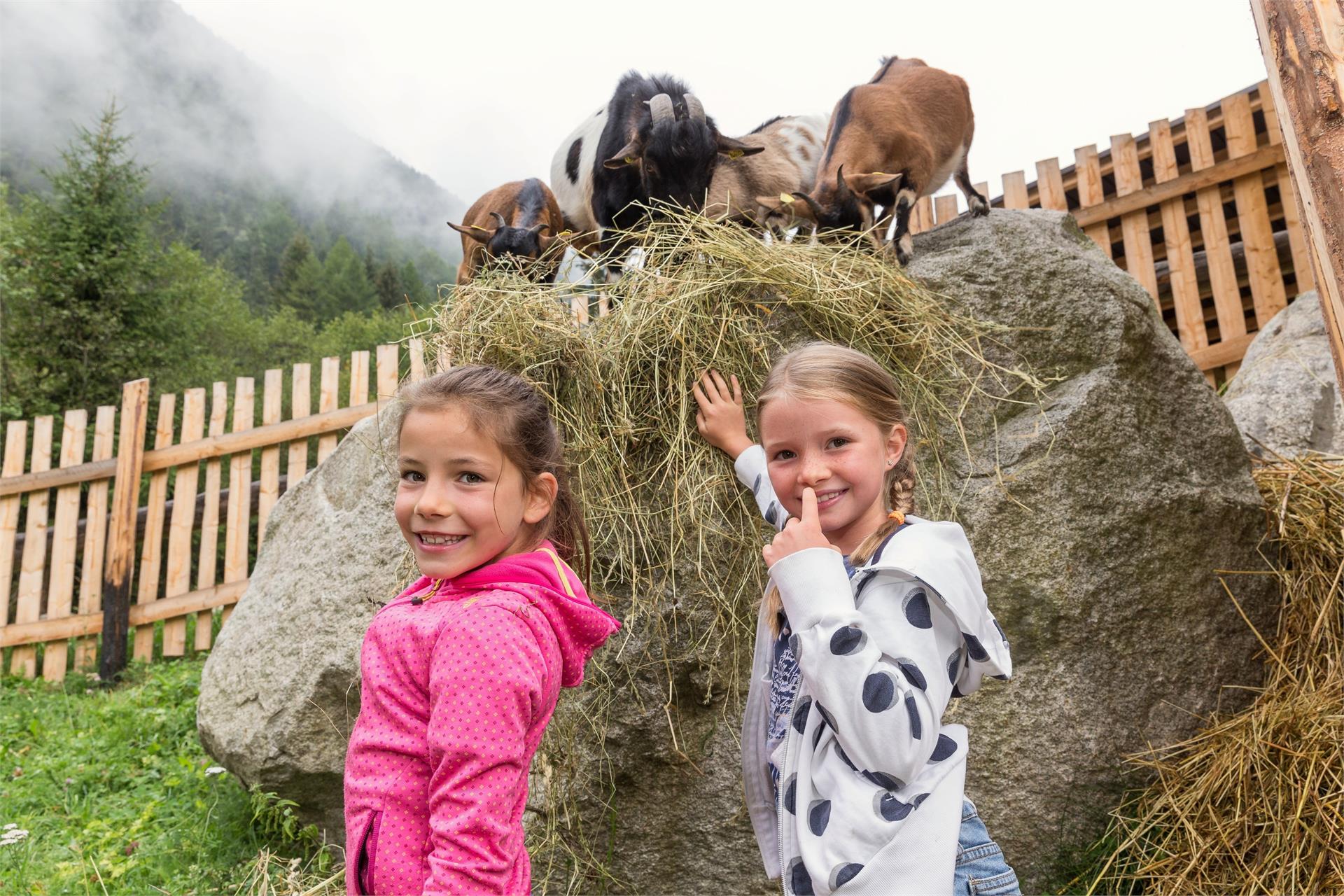 Enzianhof Nature Apartments Ahrntal/Valle Aurina 20 suedtirol.info