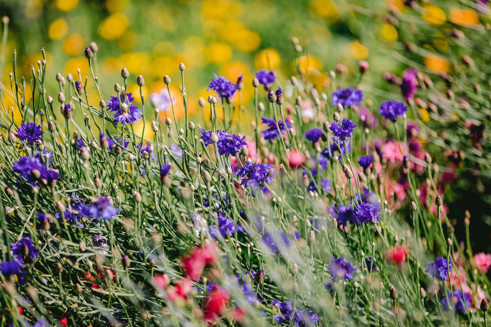 Blumen