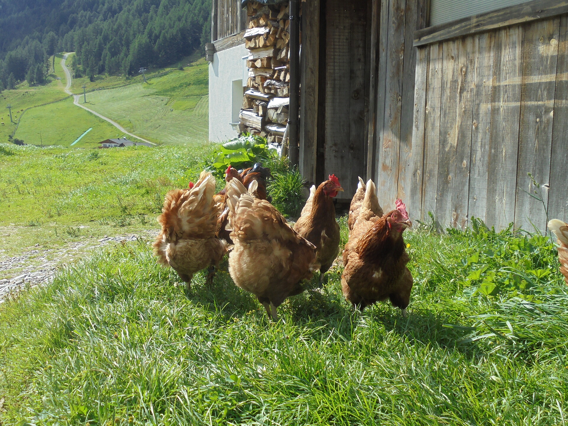 Galline