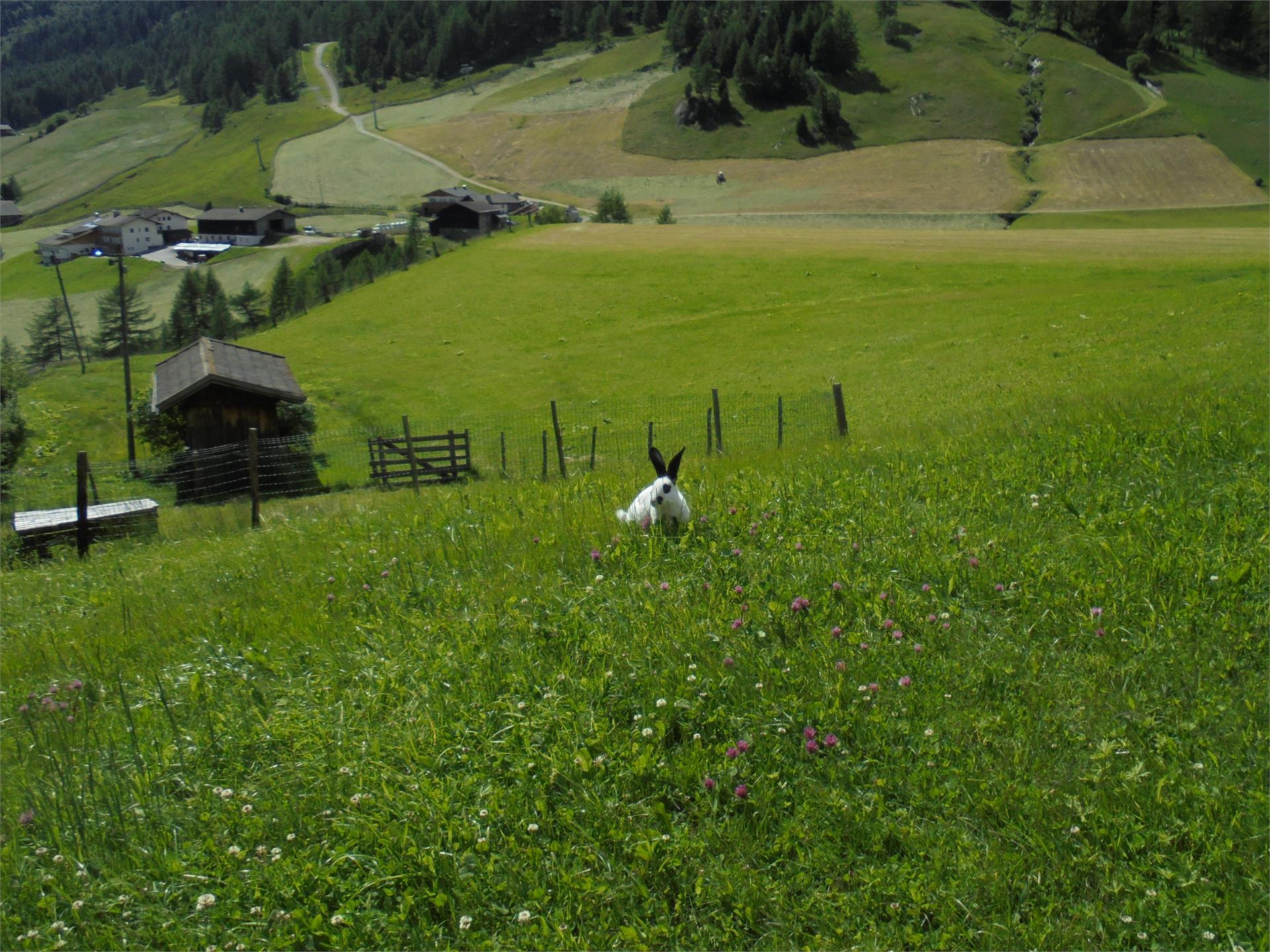 Ebnerhof Campo Tures 20 suedtirol.info