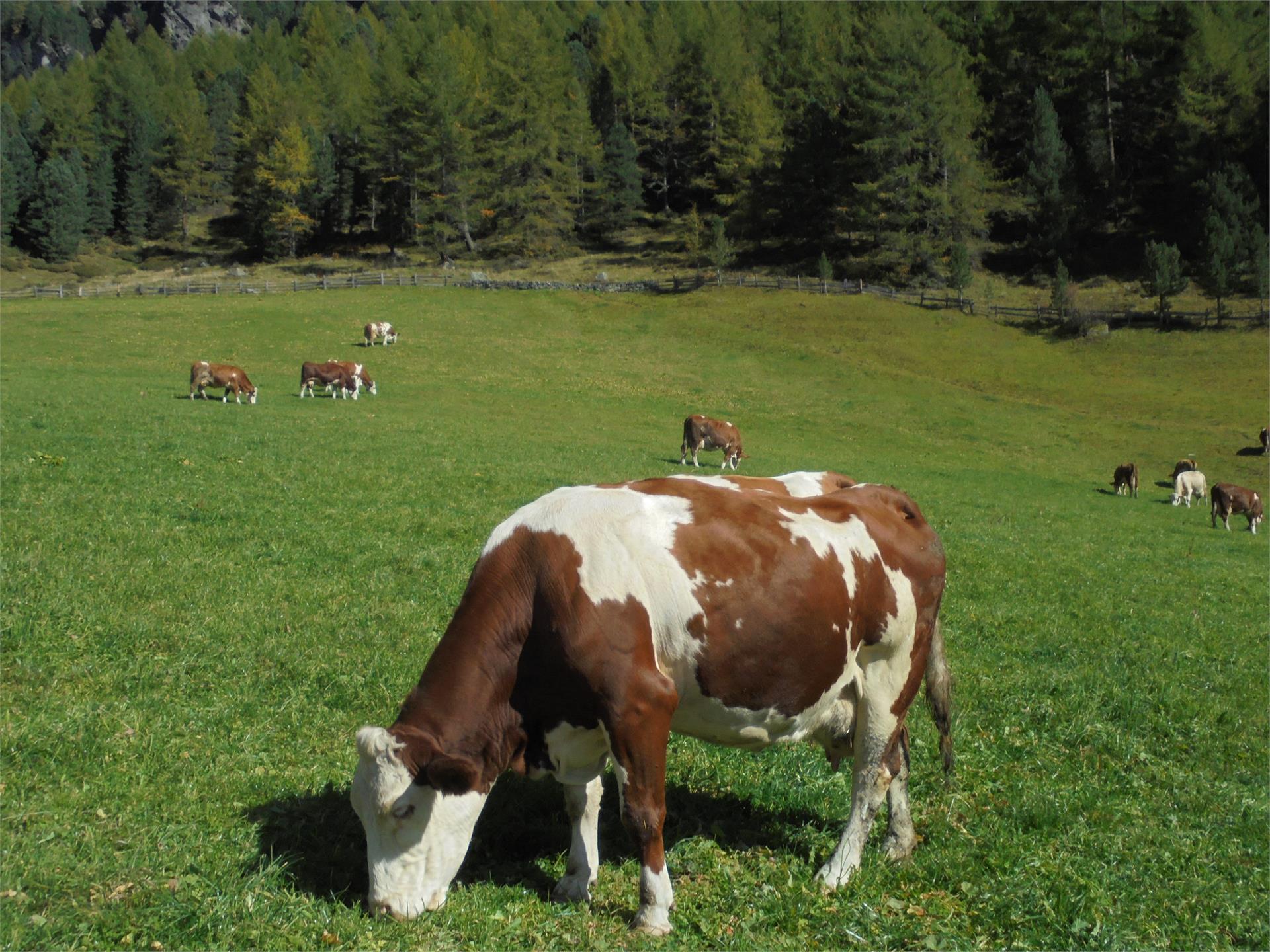 Ebnerhof Campo Tures 18 suedtirol.info