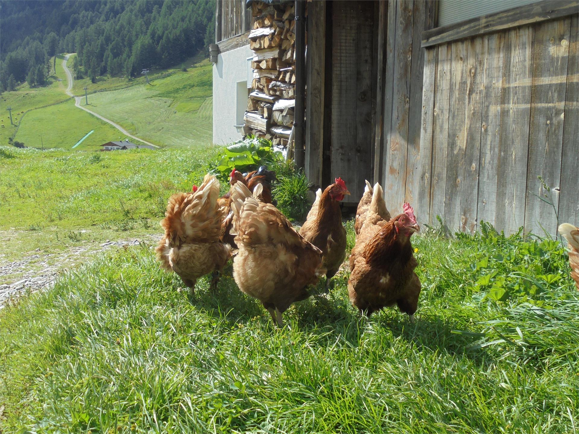 Ebnerhof Campo Tures 17 suedtirol.info
