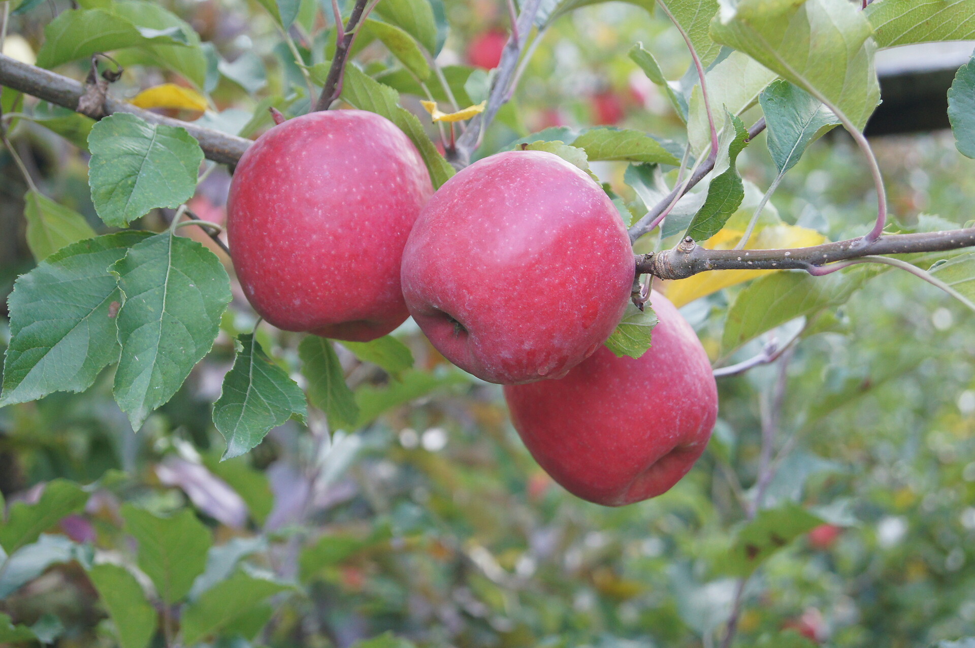 unsere gesunden Bioäpfel