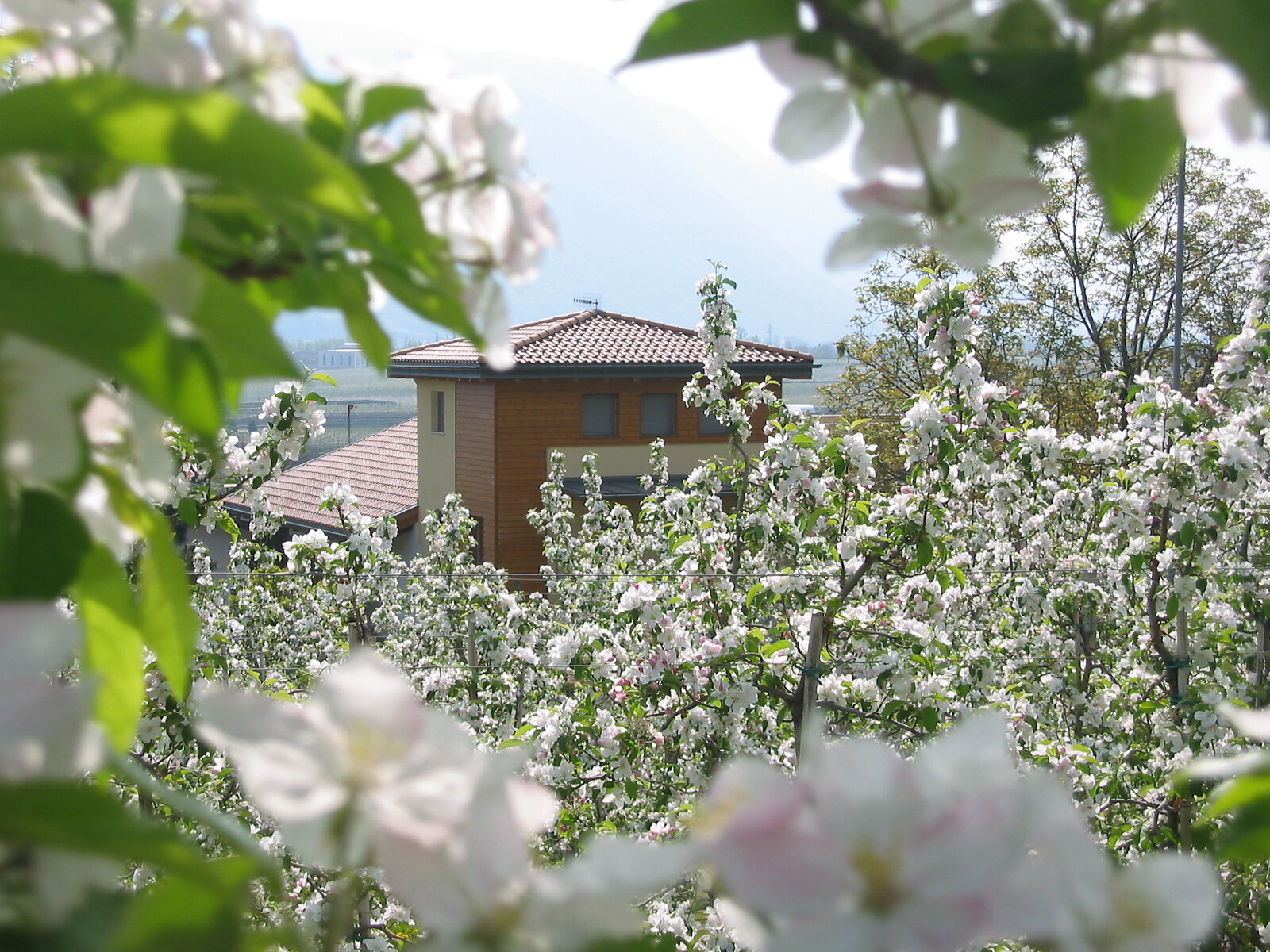 Ferienhaus Aronia im Frühling