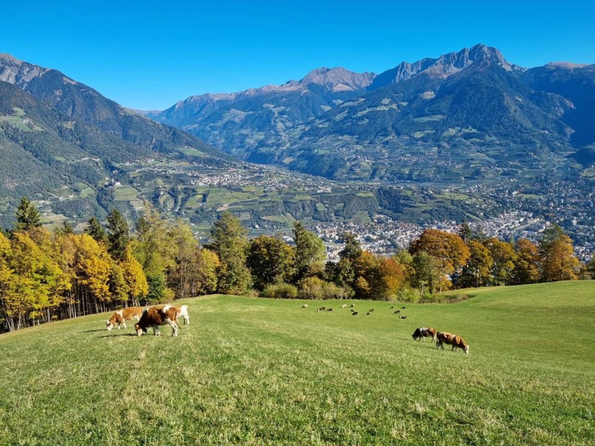 Flatscherhof