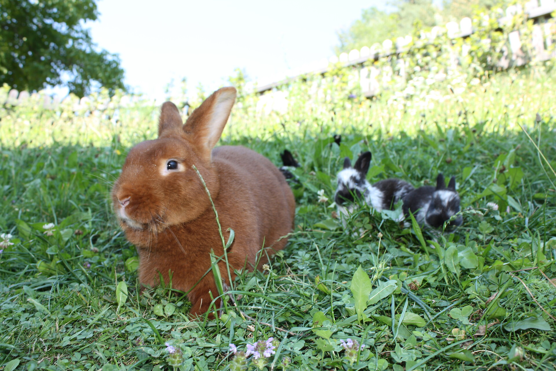 AlpineBits