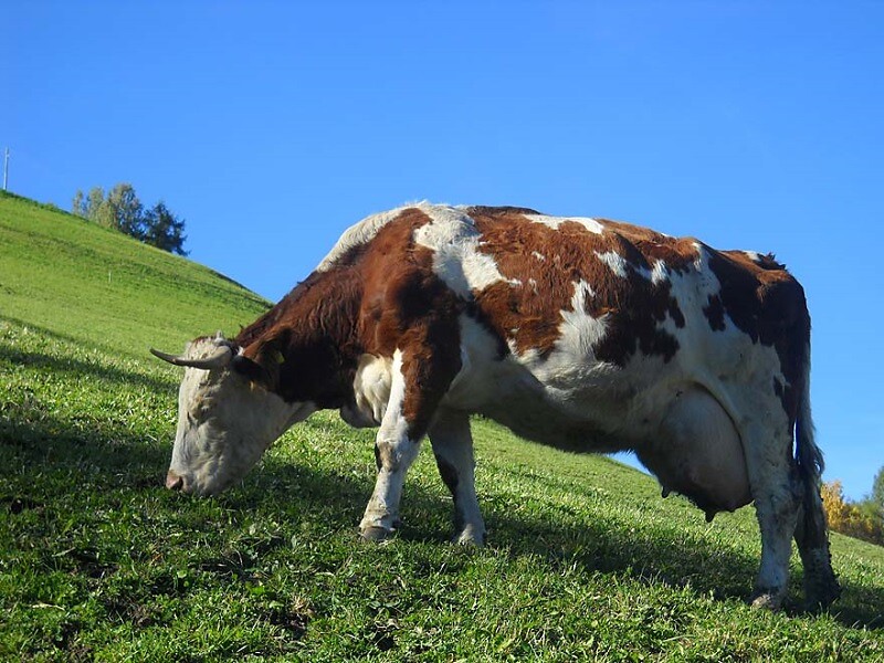 Farm holidays