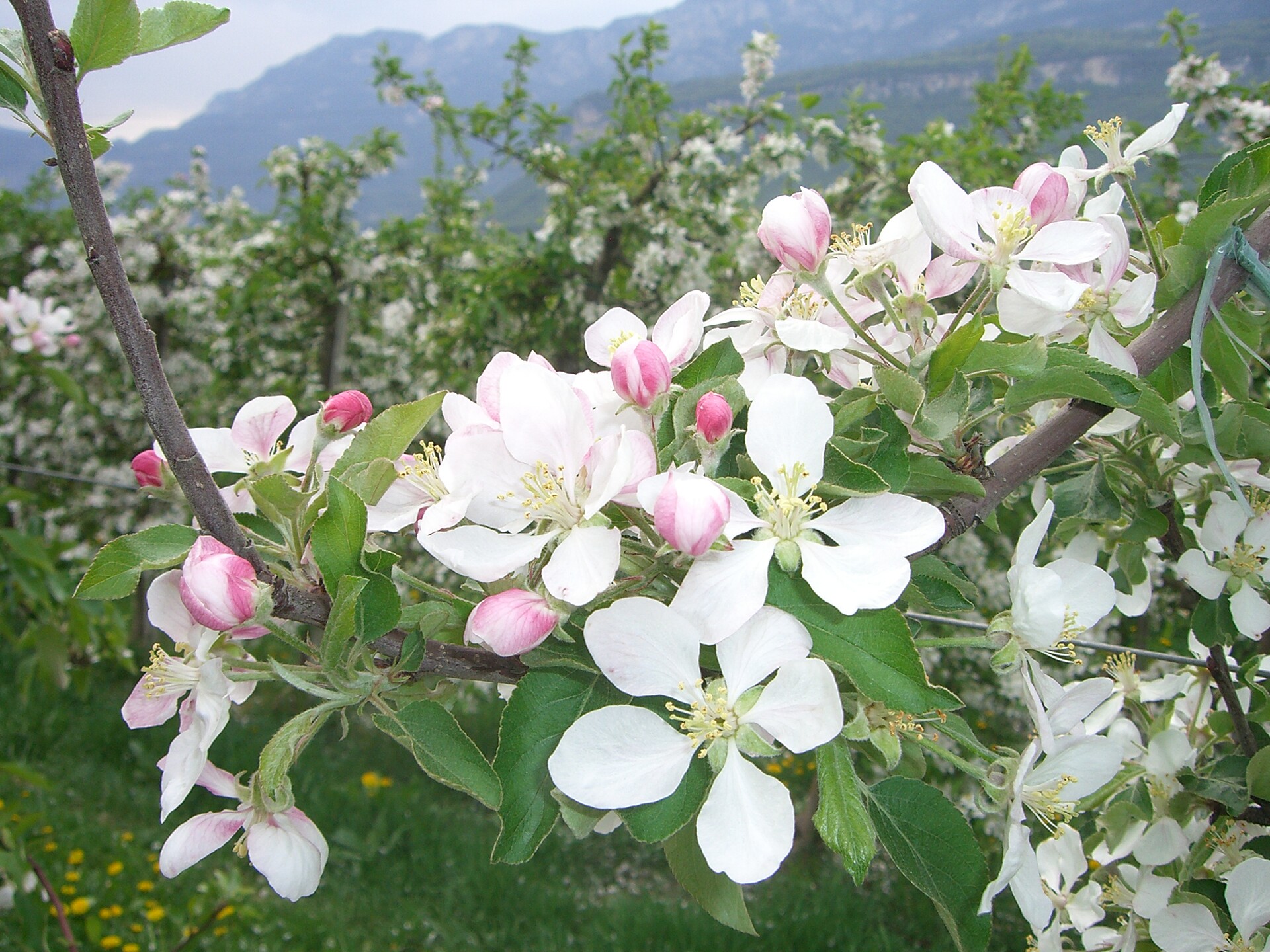 Apple blossom