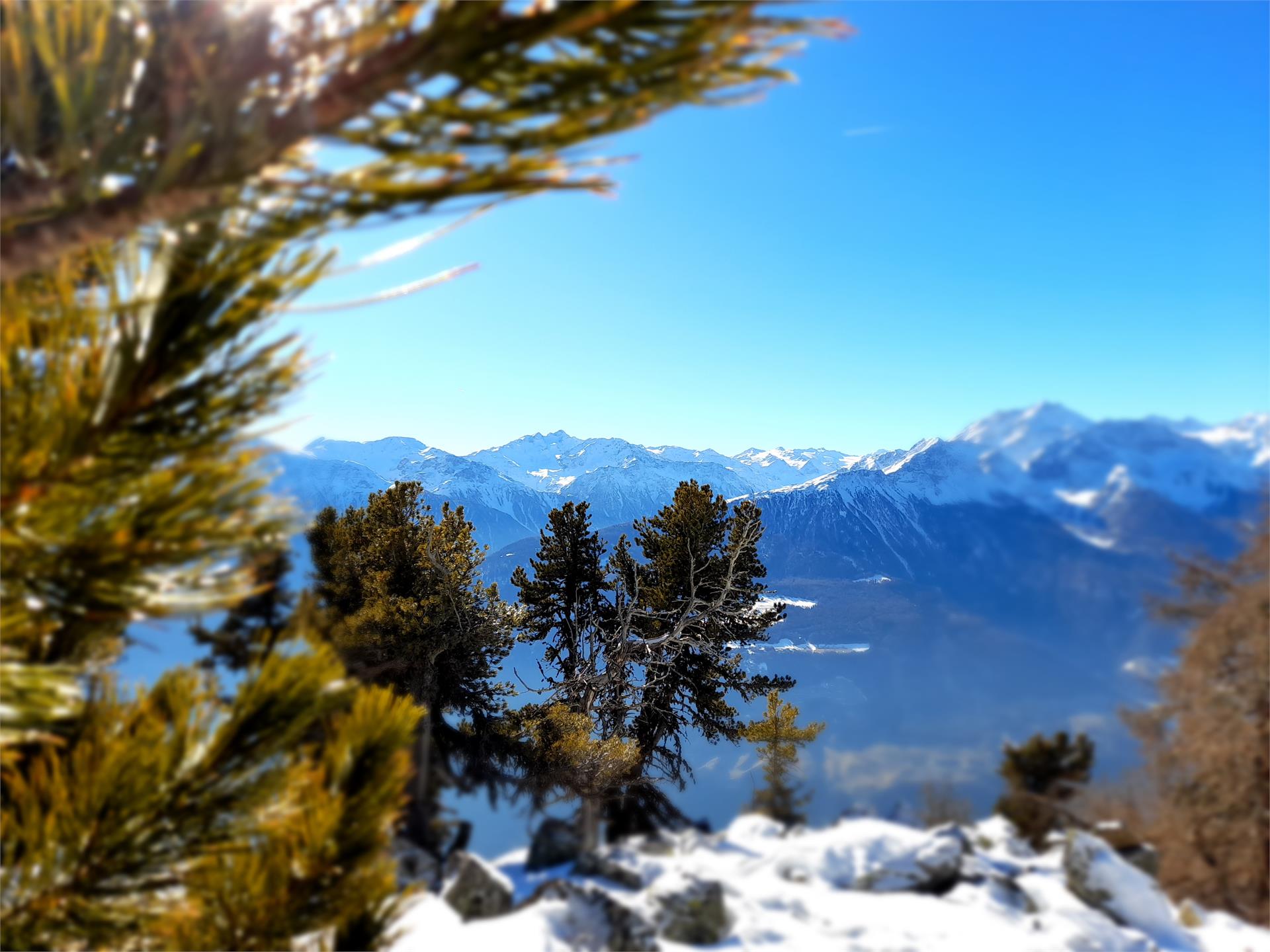 Appartamenti Berghof Martello 31 suedtirol.info