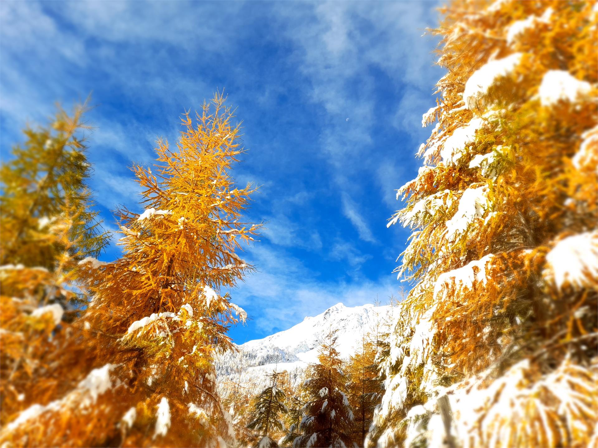 Appartamenti Berghof Martello 2 suedtirol.info