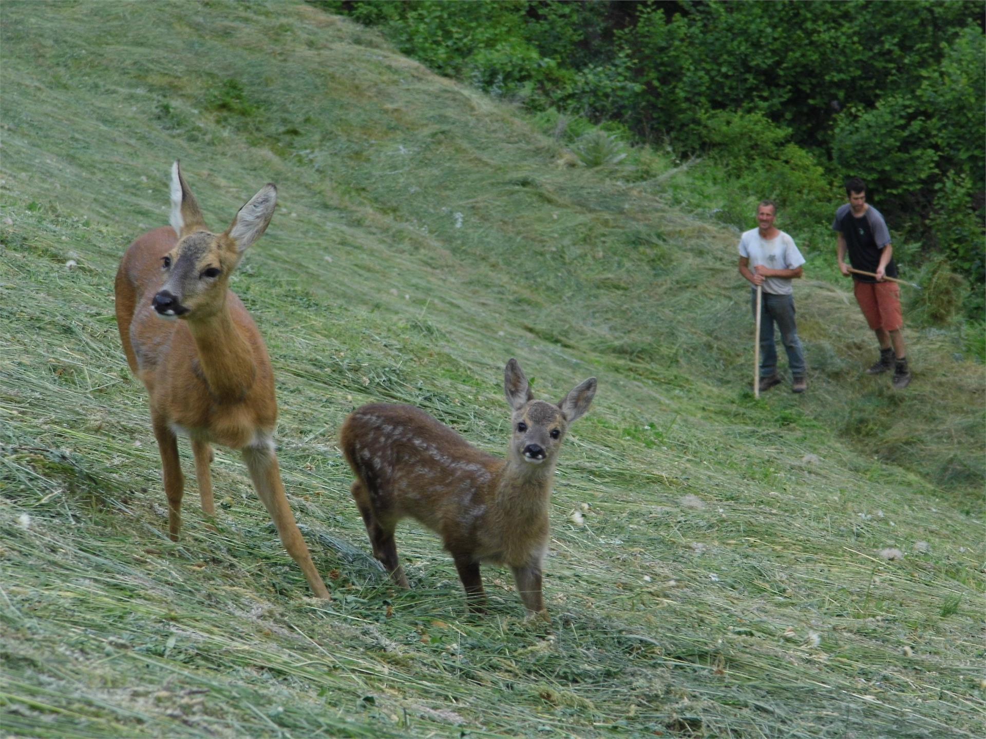 Appartamenti Berghof Martello 4 suedtirol.info