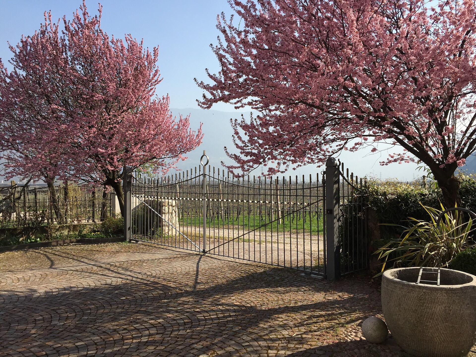 spring