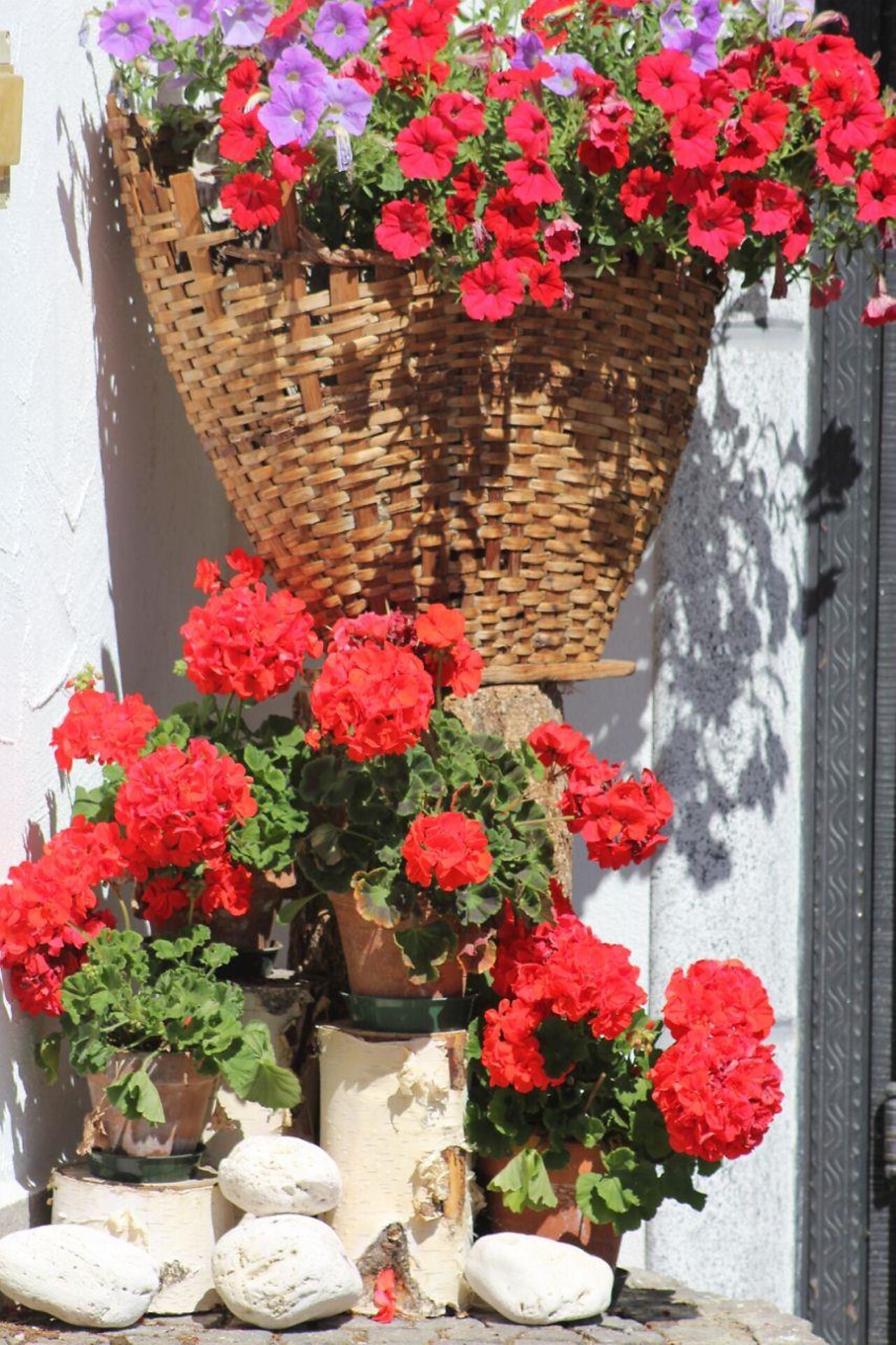 Blumenpracht im Sommer