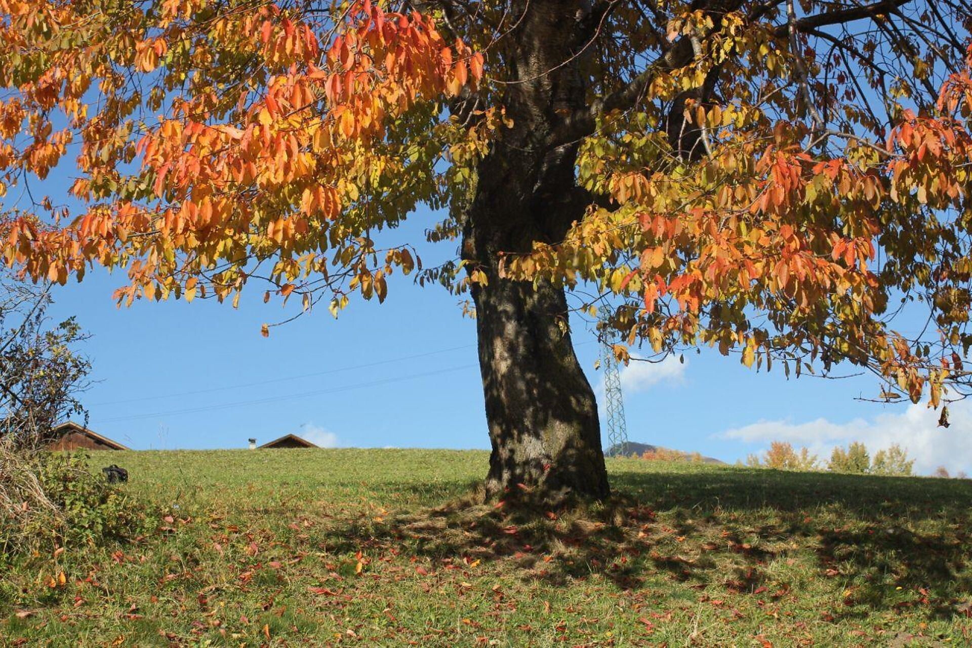 der "goldene" Herbst