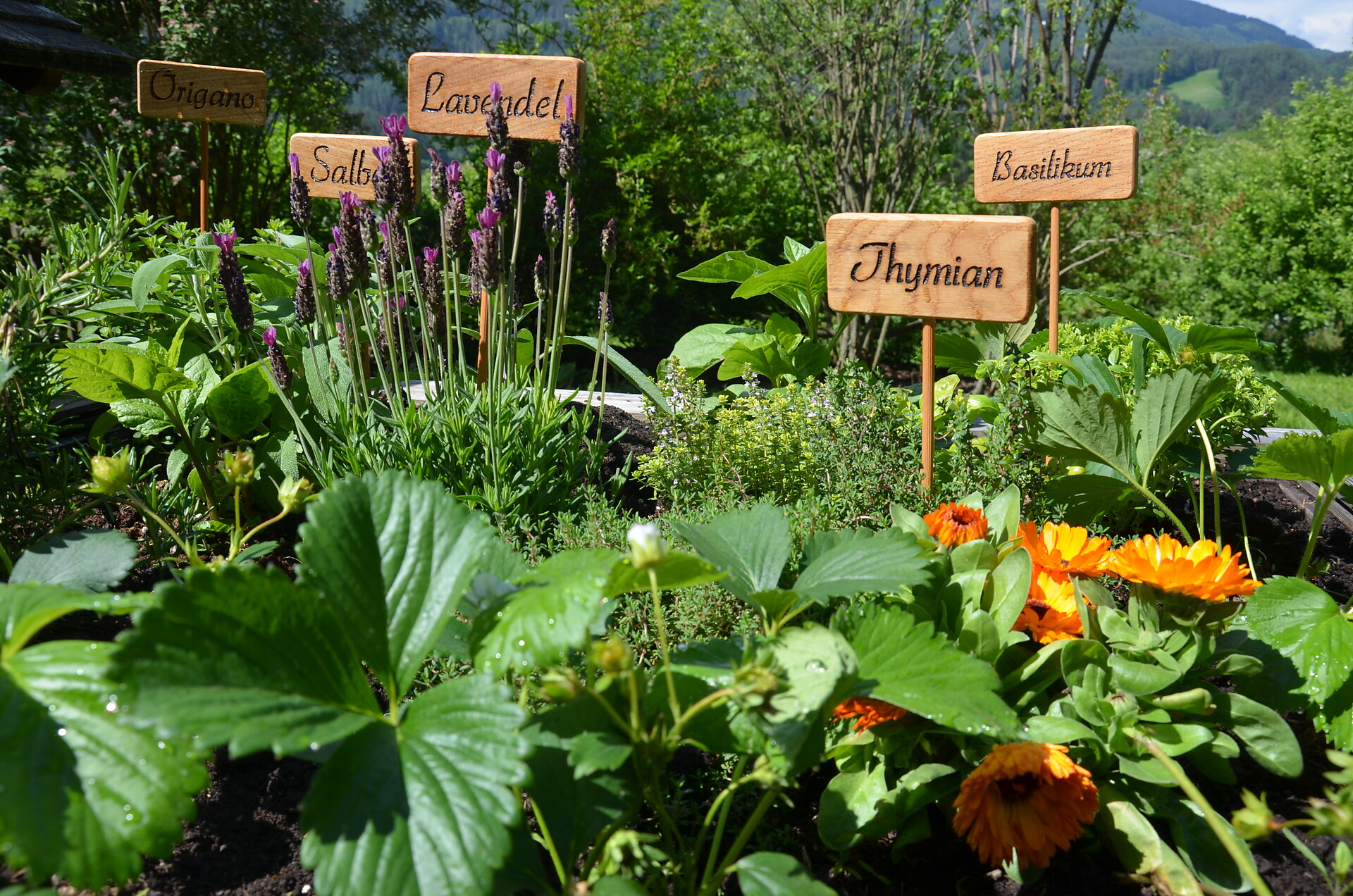 Kräutergarten 2
