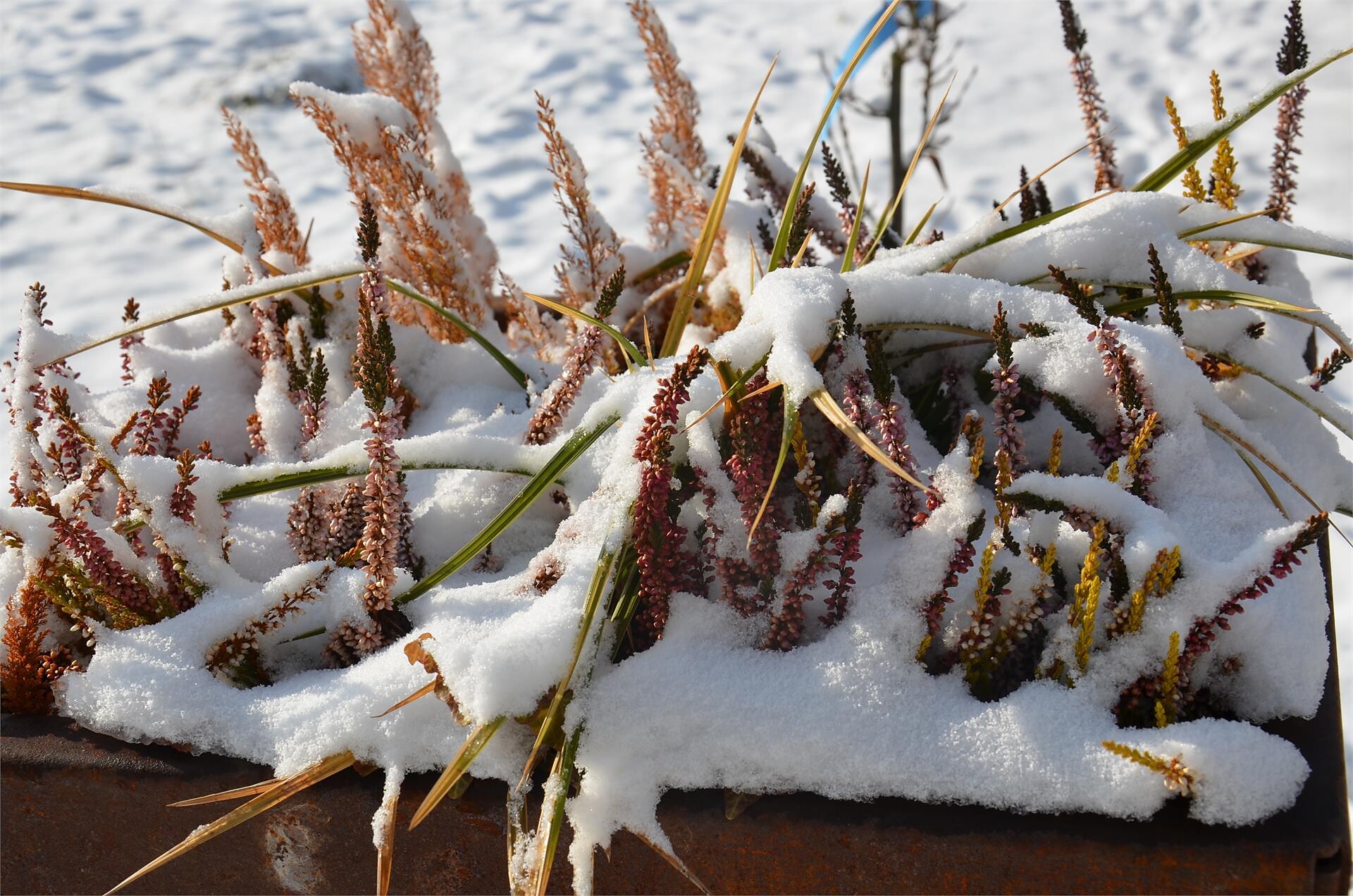 Gras Winter