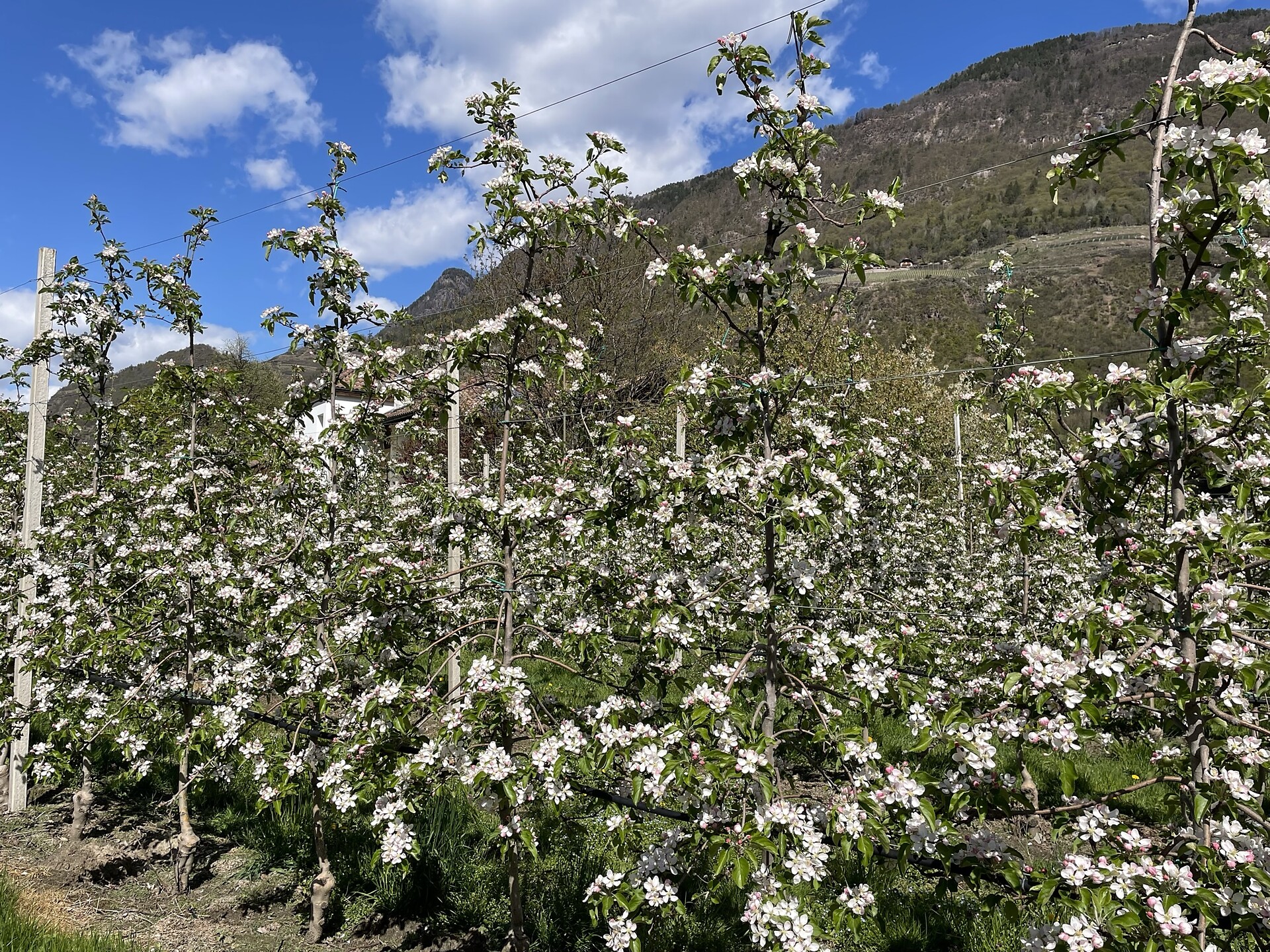 Apple blossom