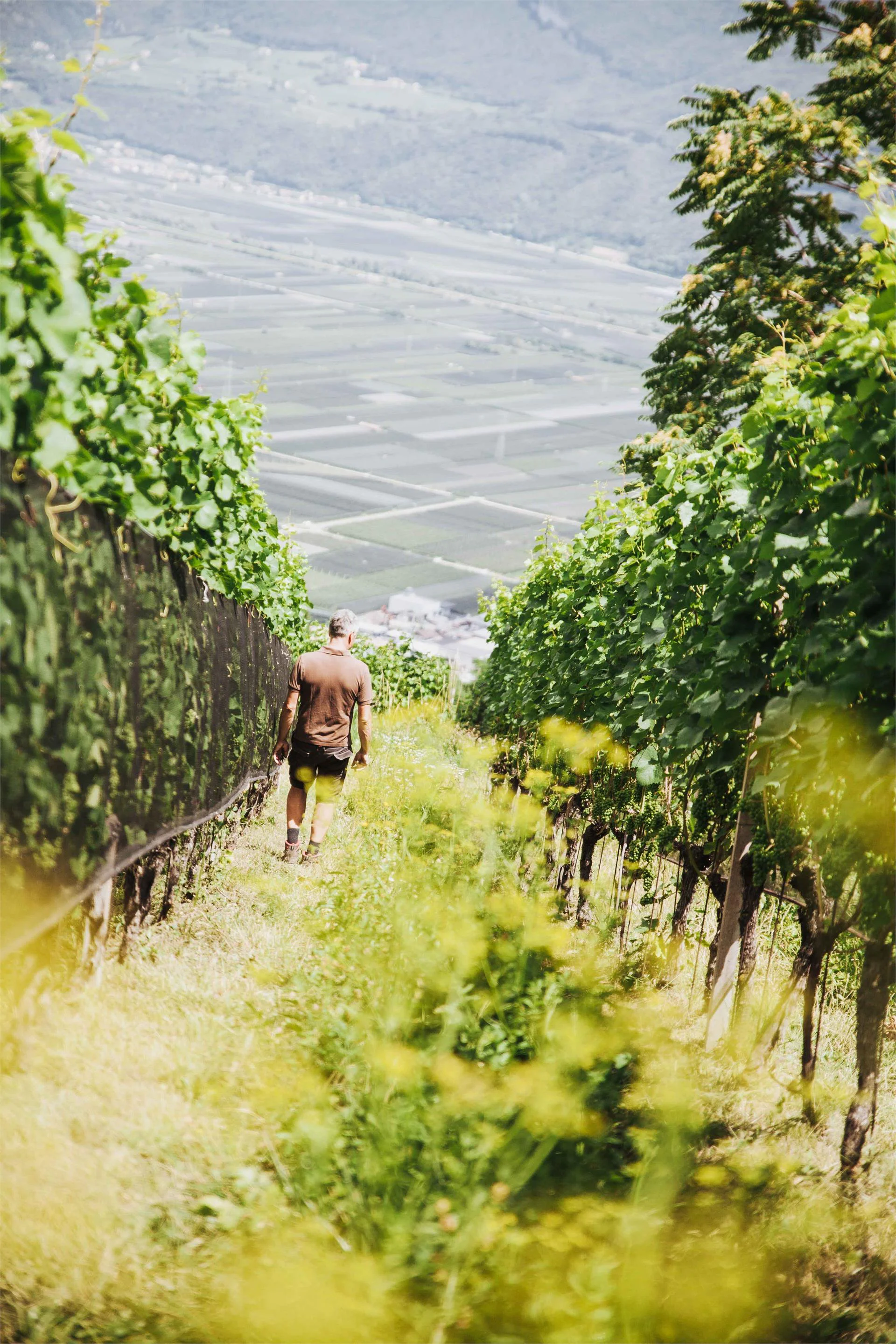 Appartamenti Brantenhof Cortaccia sulla Strada del Vino 26 suedtirol.info