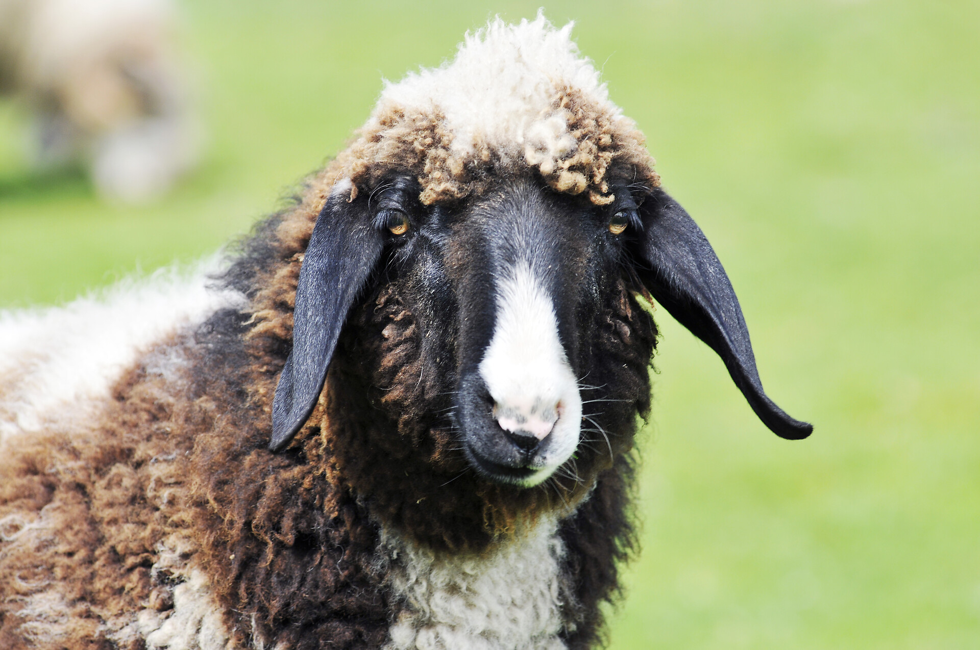 Tiere am Hof