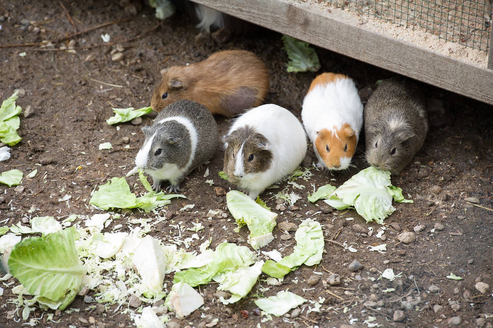 Meerschweinchen