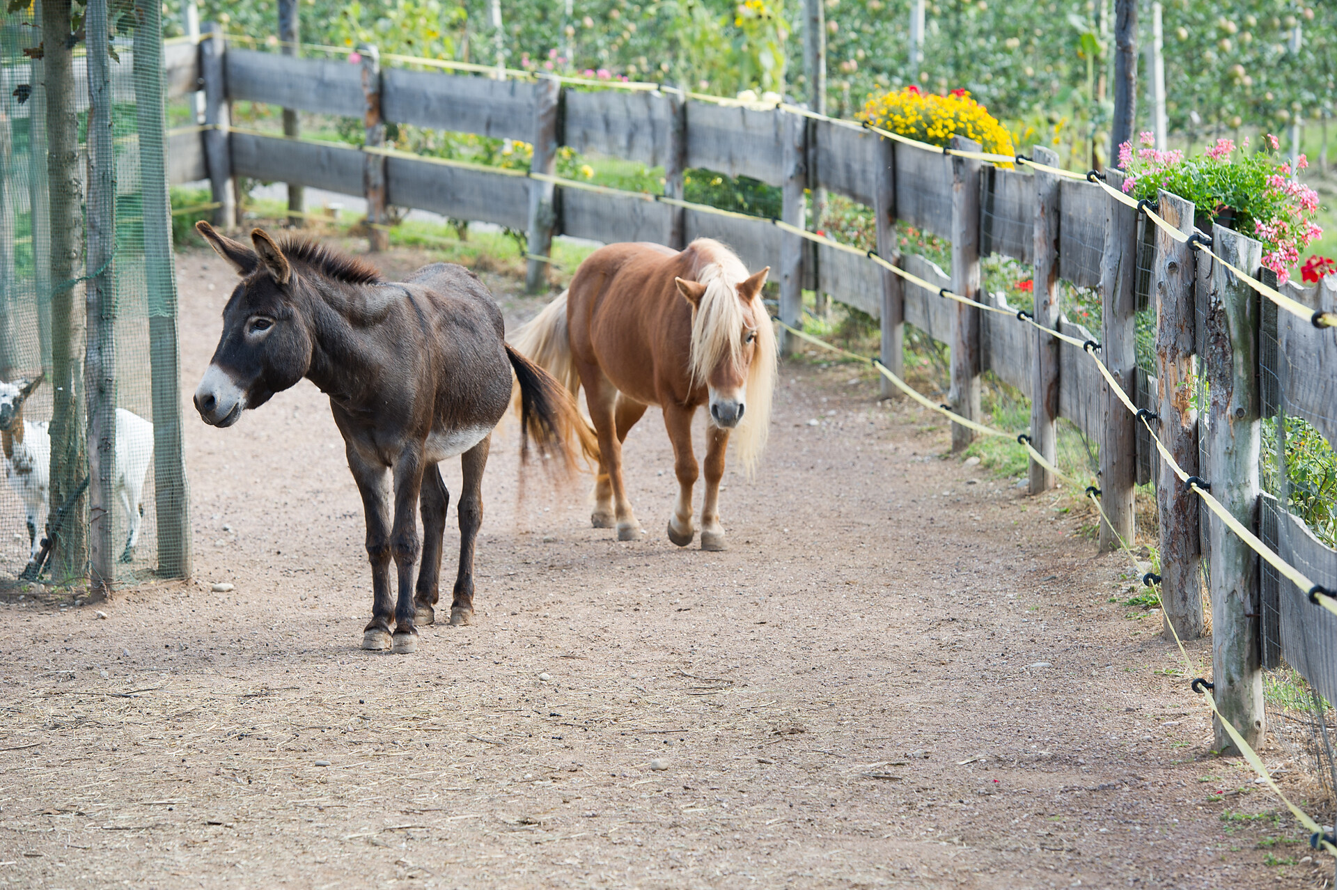 Pony und Esel