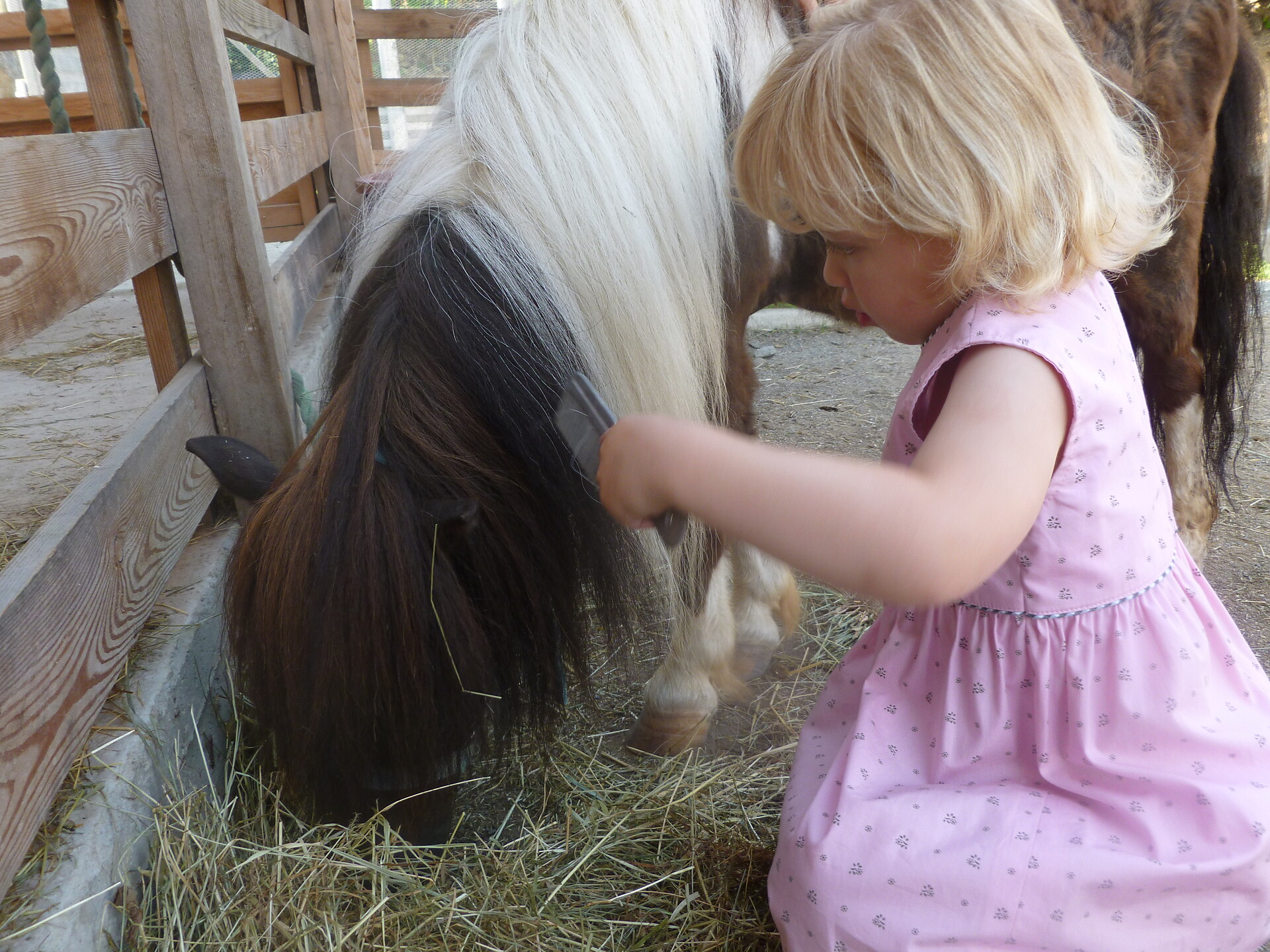 Unser Streichelzoo Pony reiten  es warten viele liebe Tiere auf euch