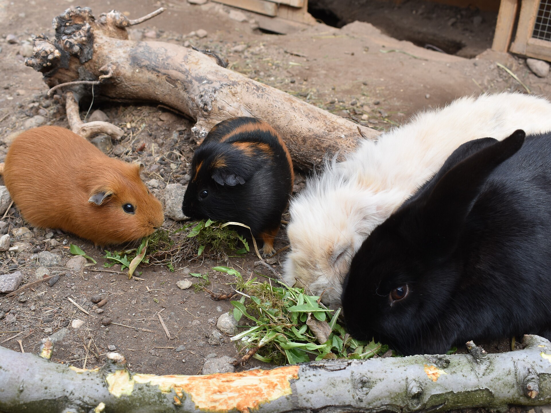 rabbit and guinea pig