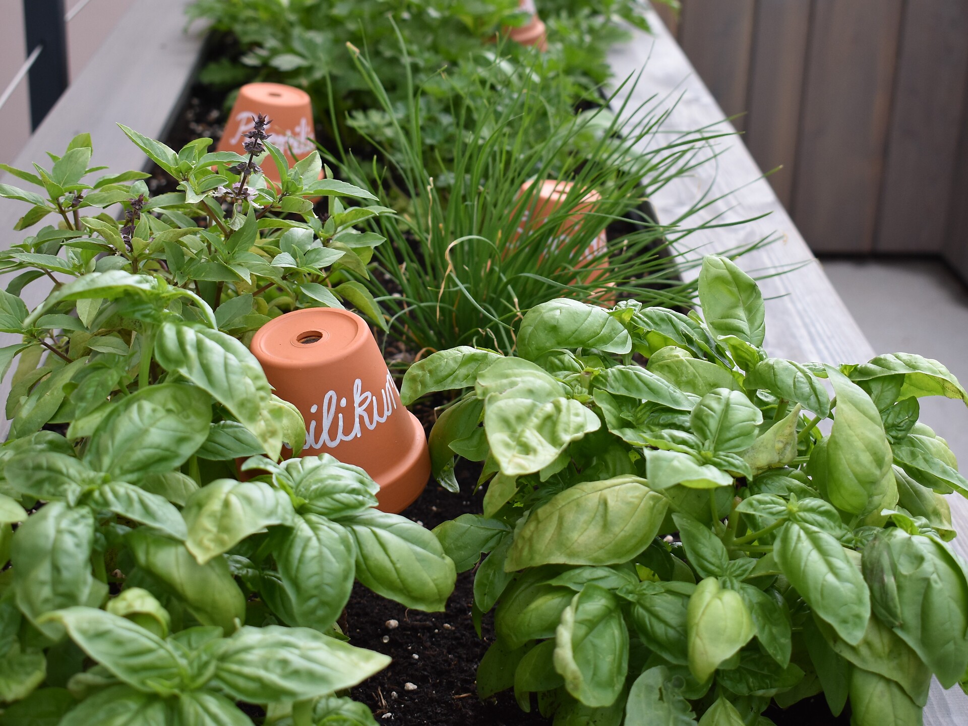herbs garden