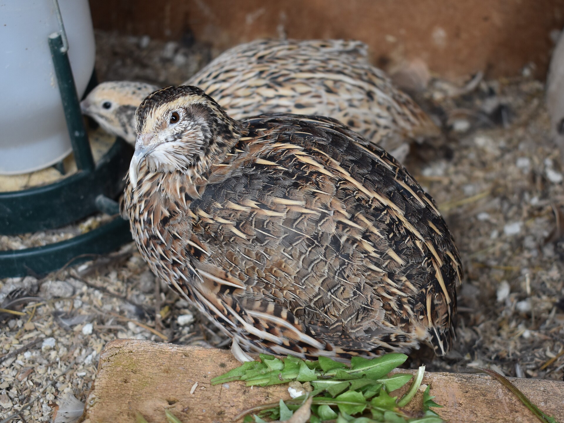 quail