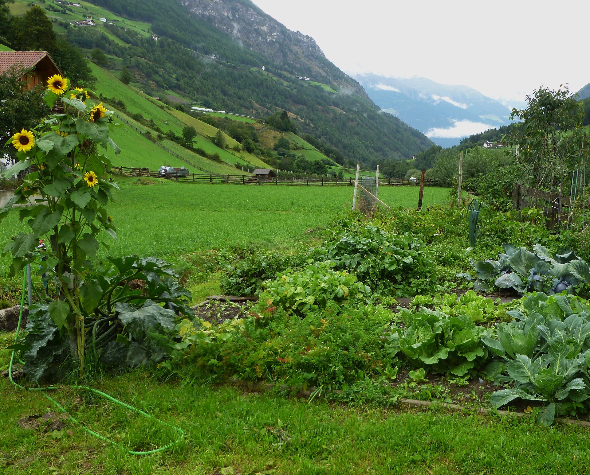 garden