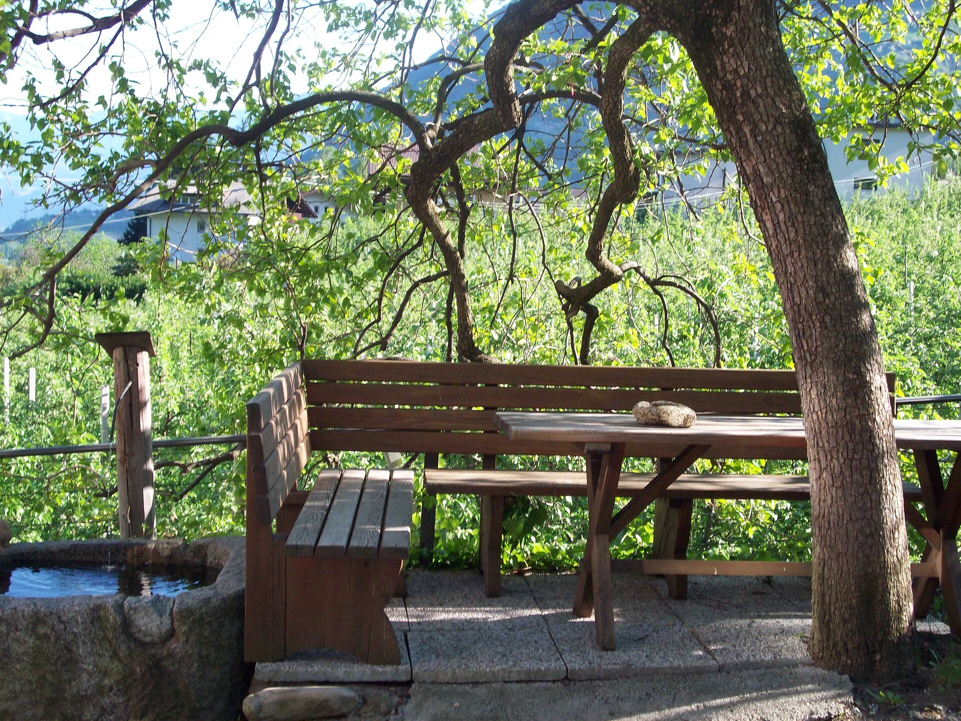 sotto l´albero kaki