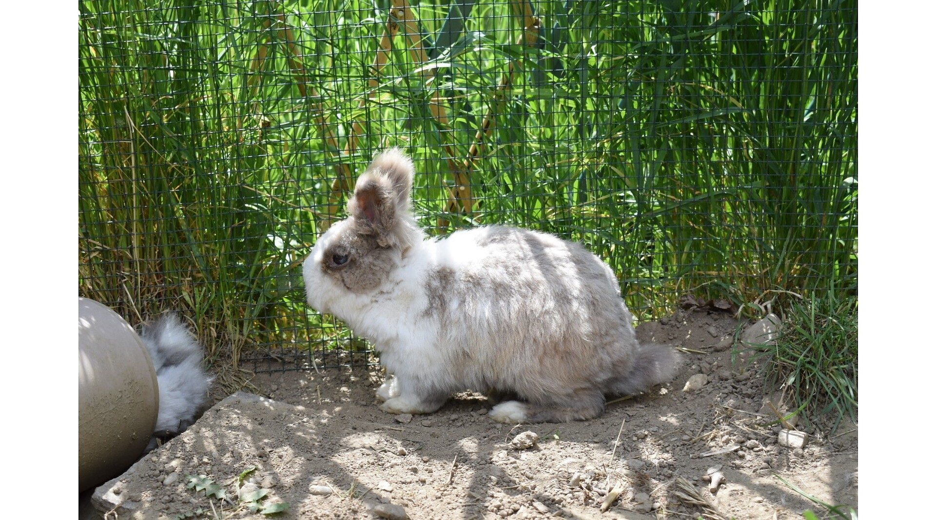Hasen
