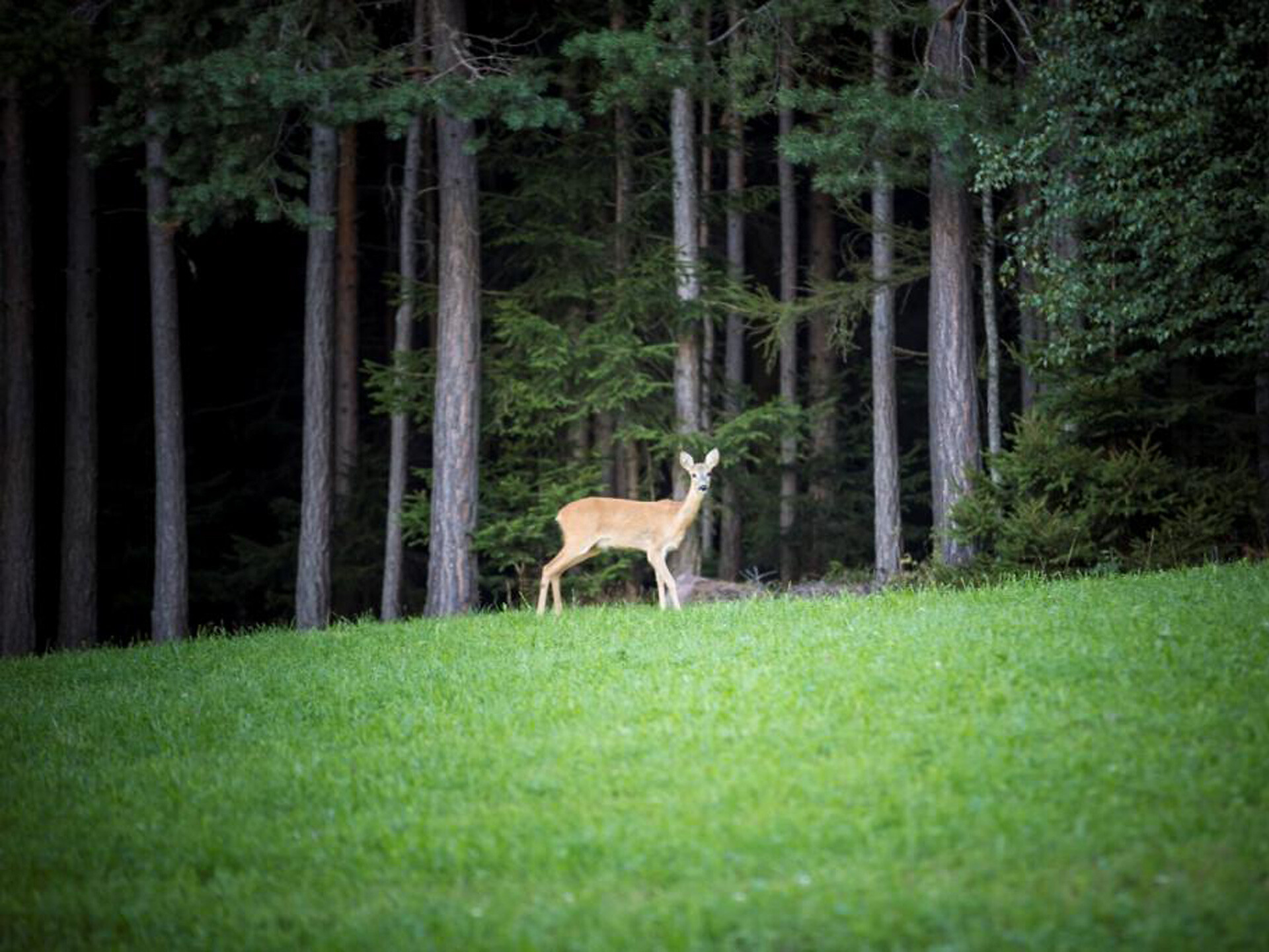 Apartment Santner Parlunkhof deer