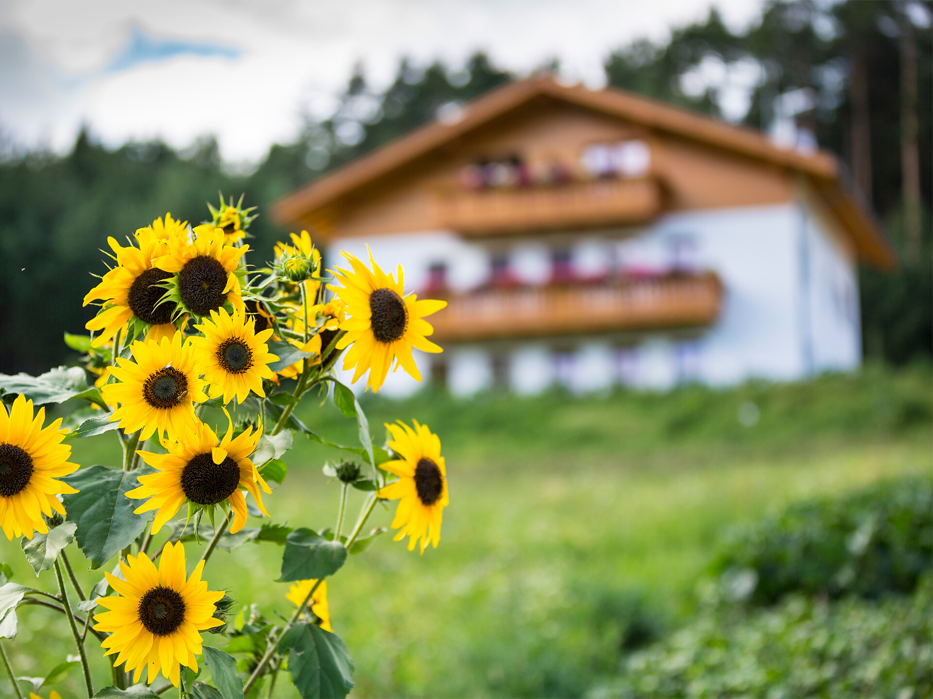 Apartment Santner Parlunkhof house sunflowers