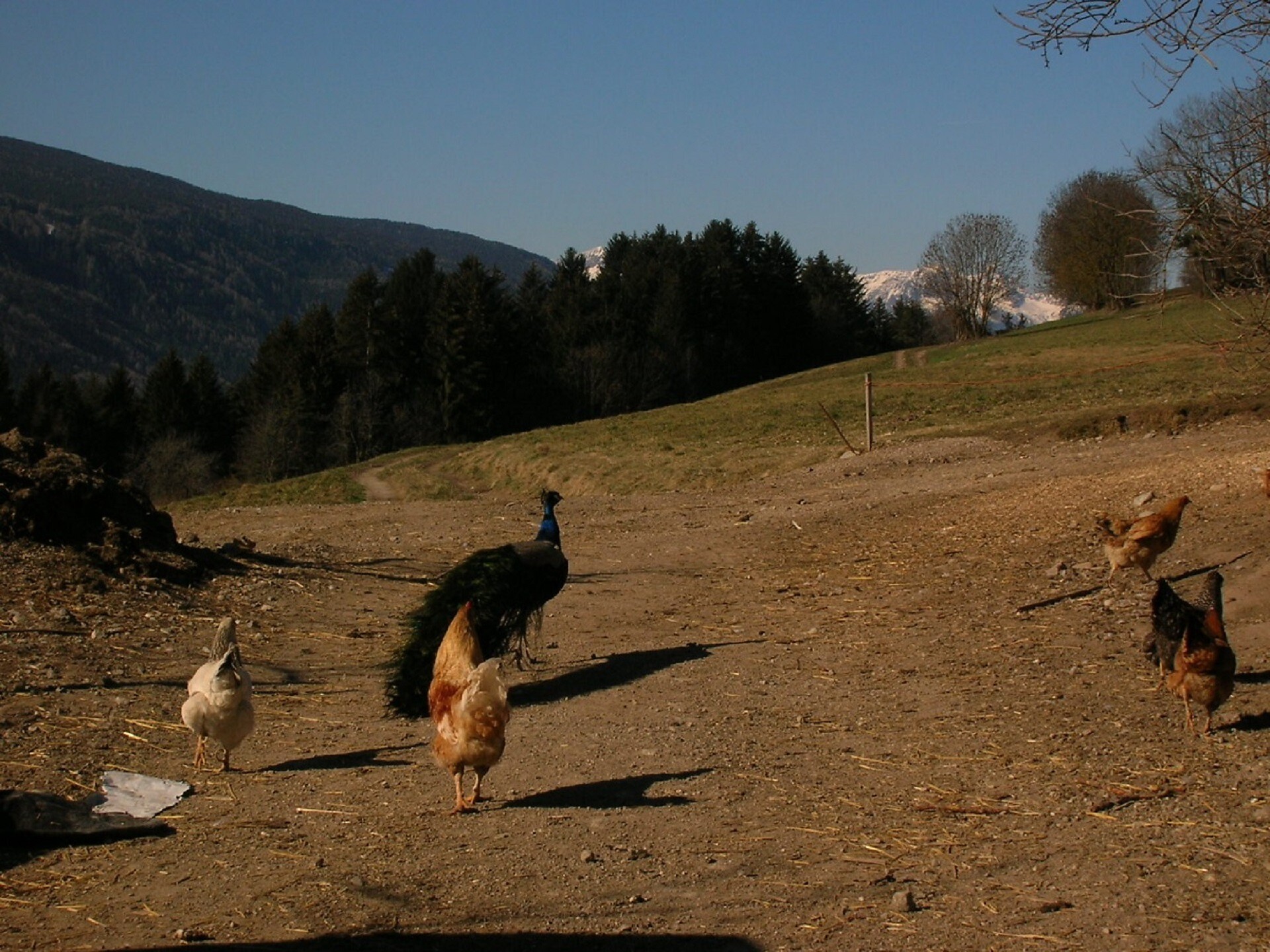 Haustiere