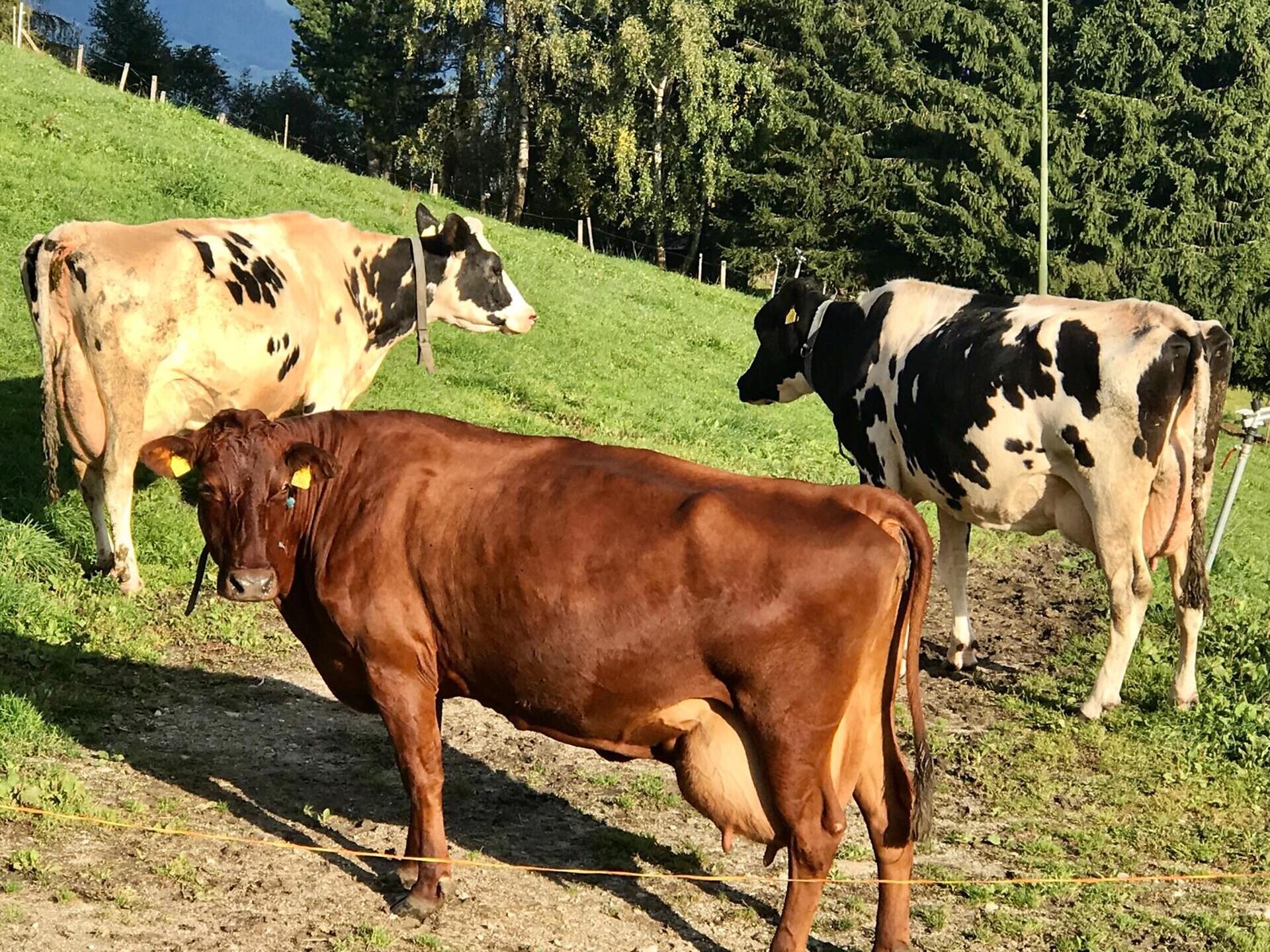 cow